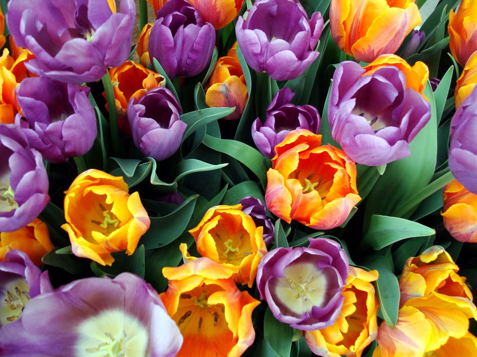 Download Phone wallpaper bouquet, flowers, stamens, tulips