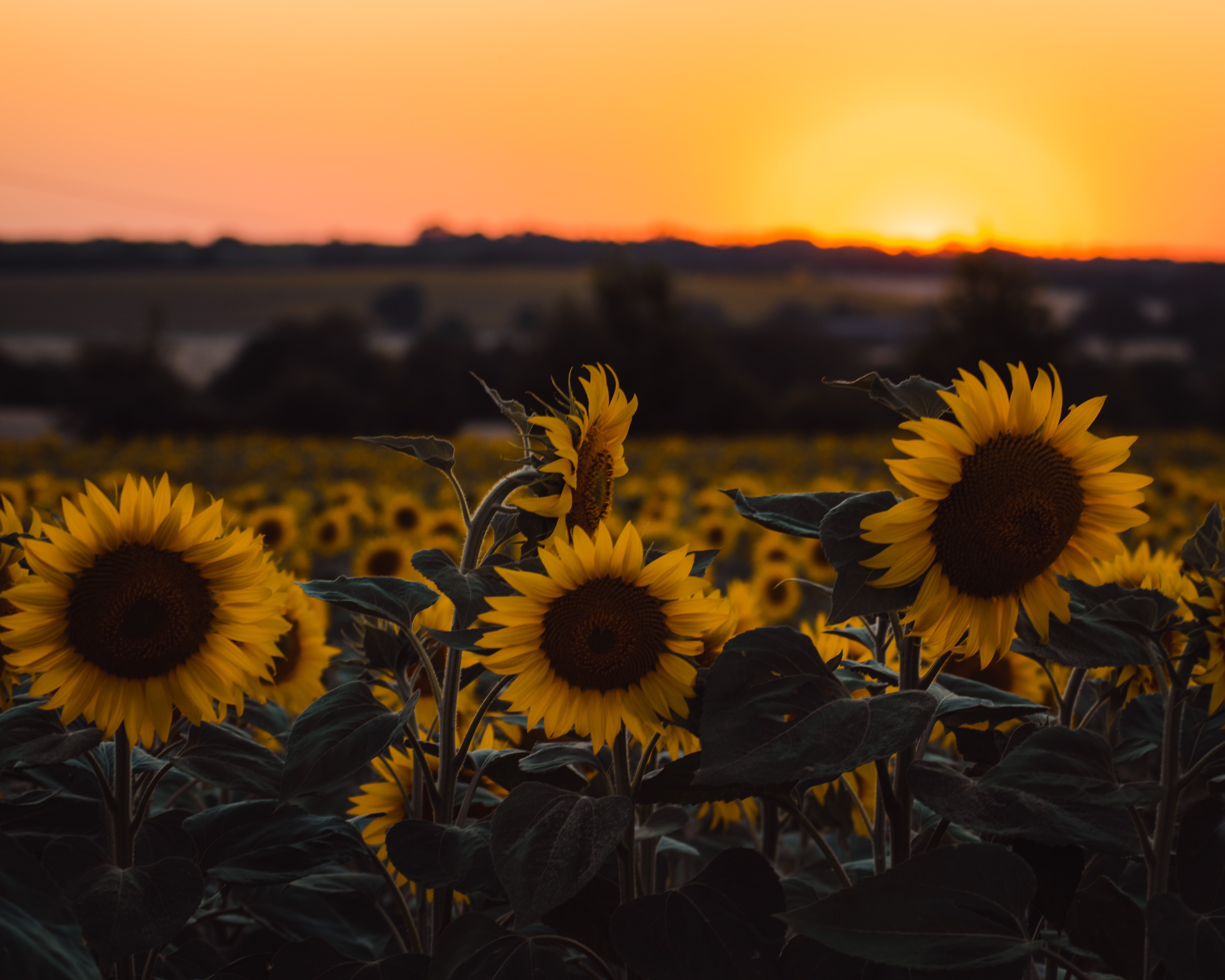 83484 download wallpaper sunflowers, flowers, sunset, yellow, field screensavers and pictures for free