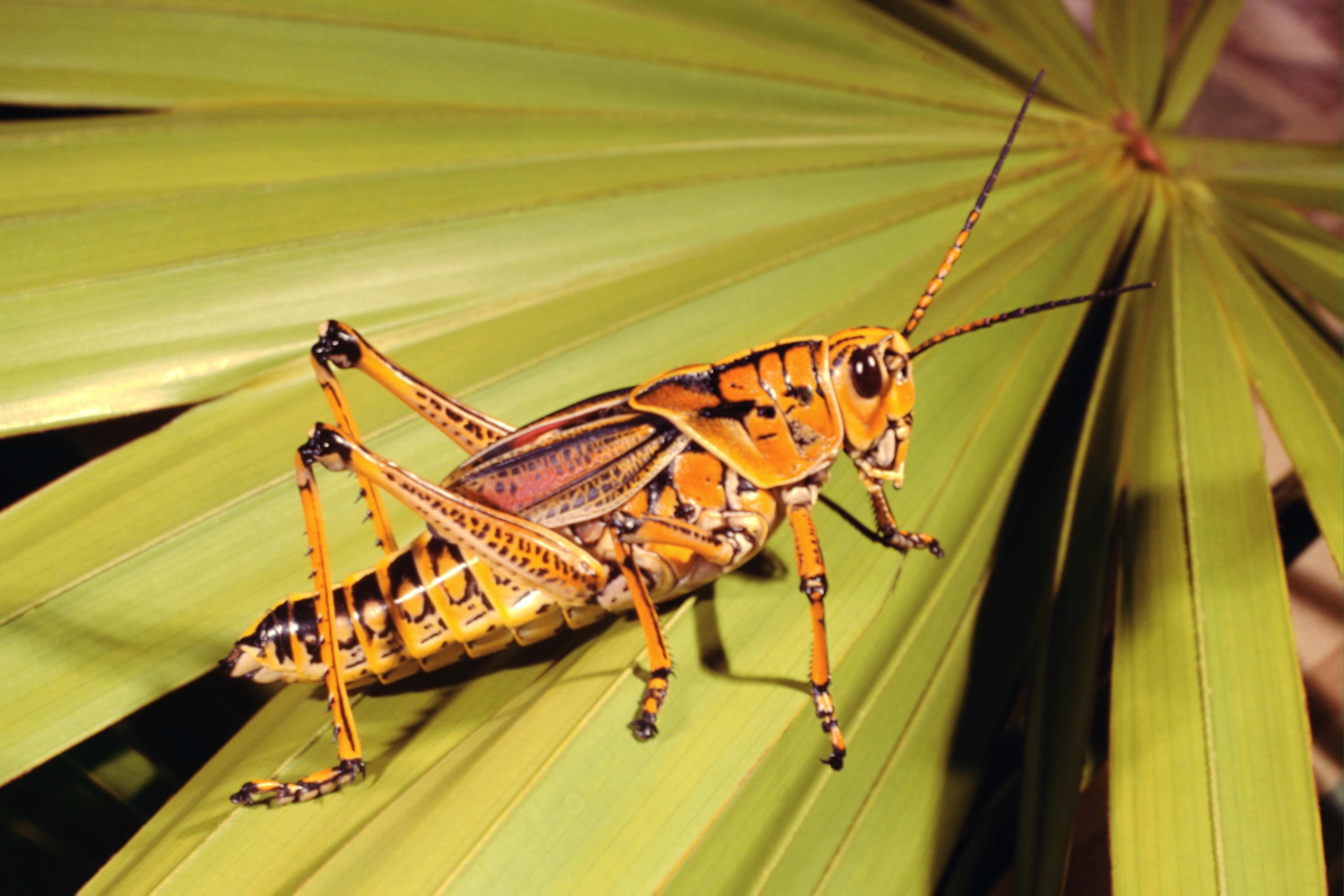 animal, grasshopper for android