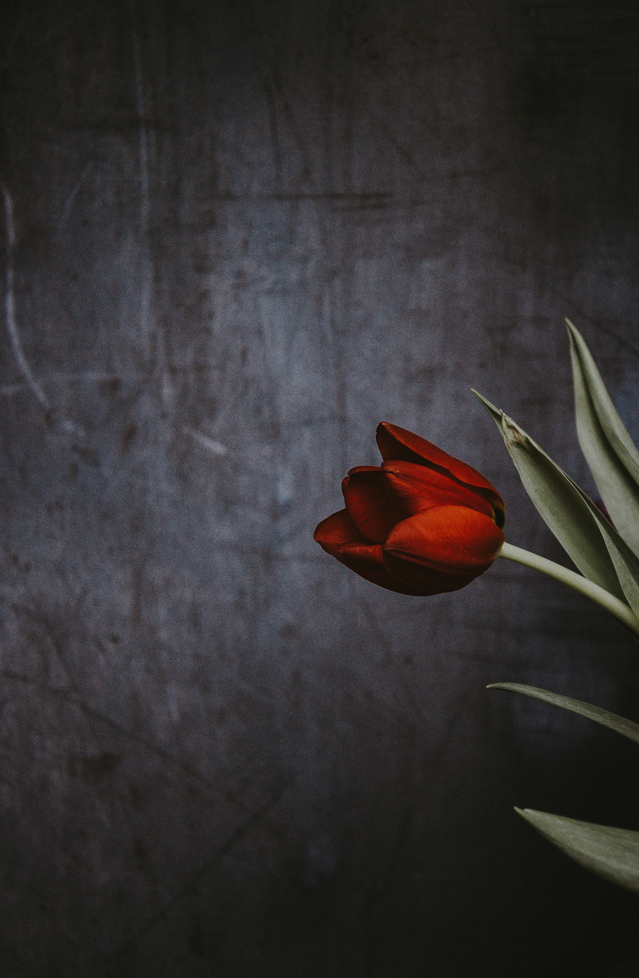 117979 Salvapantallas y fondos de pantalla Pared en tu teléfono. Descarga imágenes de flores, flor, tulipán gratis