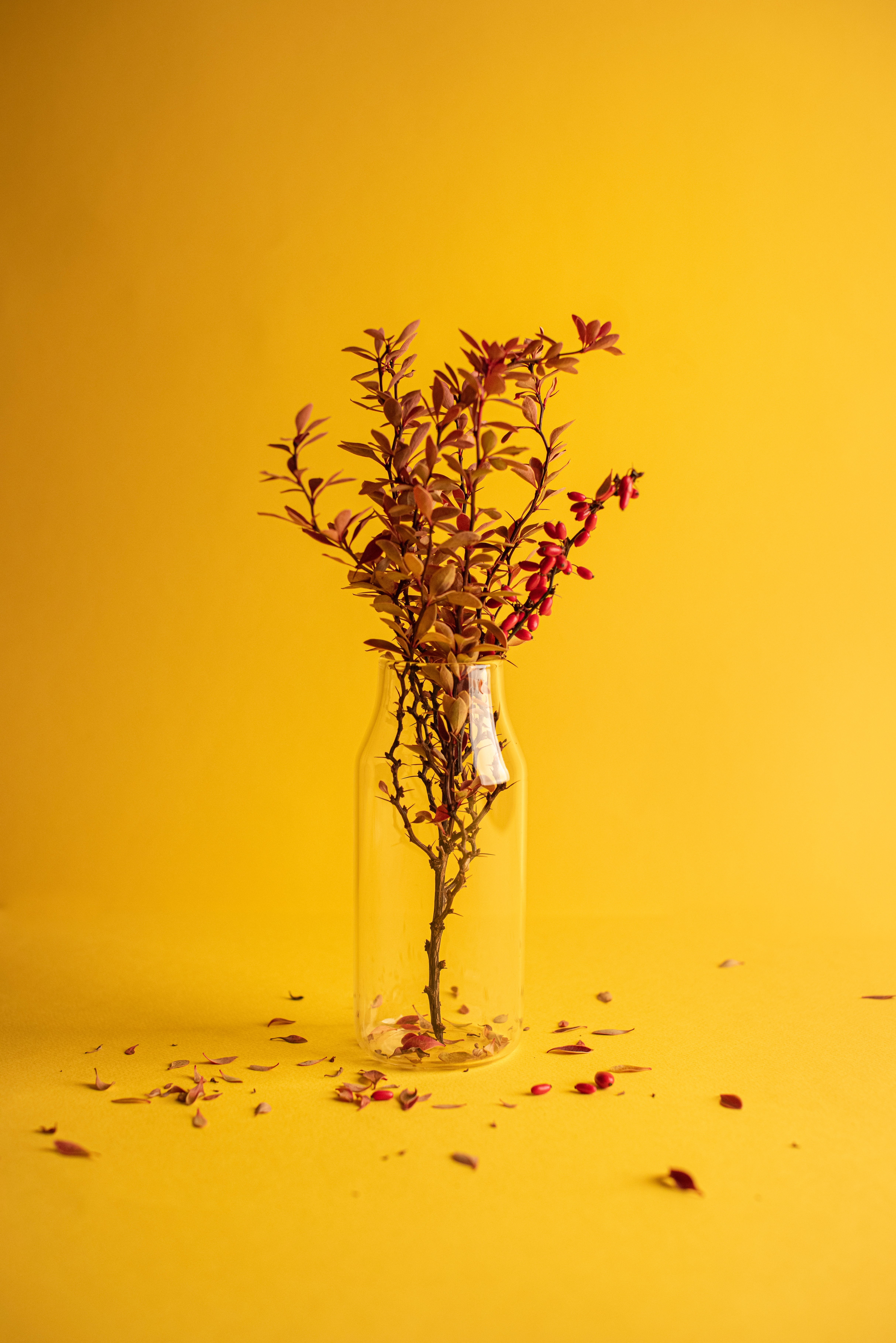 branch, yellow, minimalism, vase
