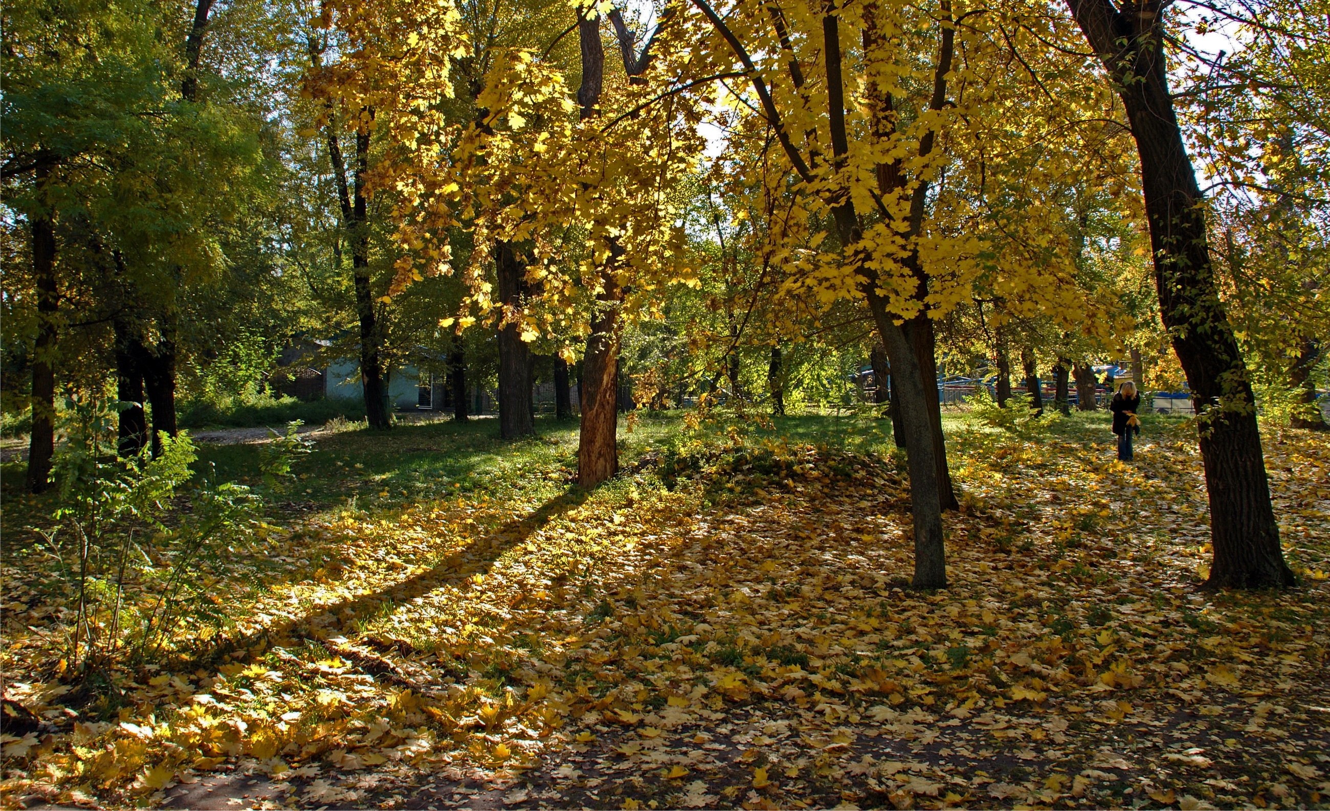 77997 скачать обои листопад, природа, украина, лес, девушка, тени, днепропетровск - заставки и картинки бесплатно