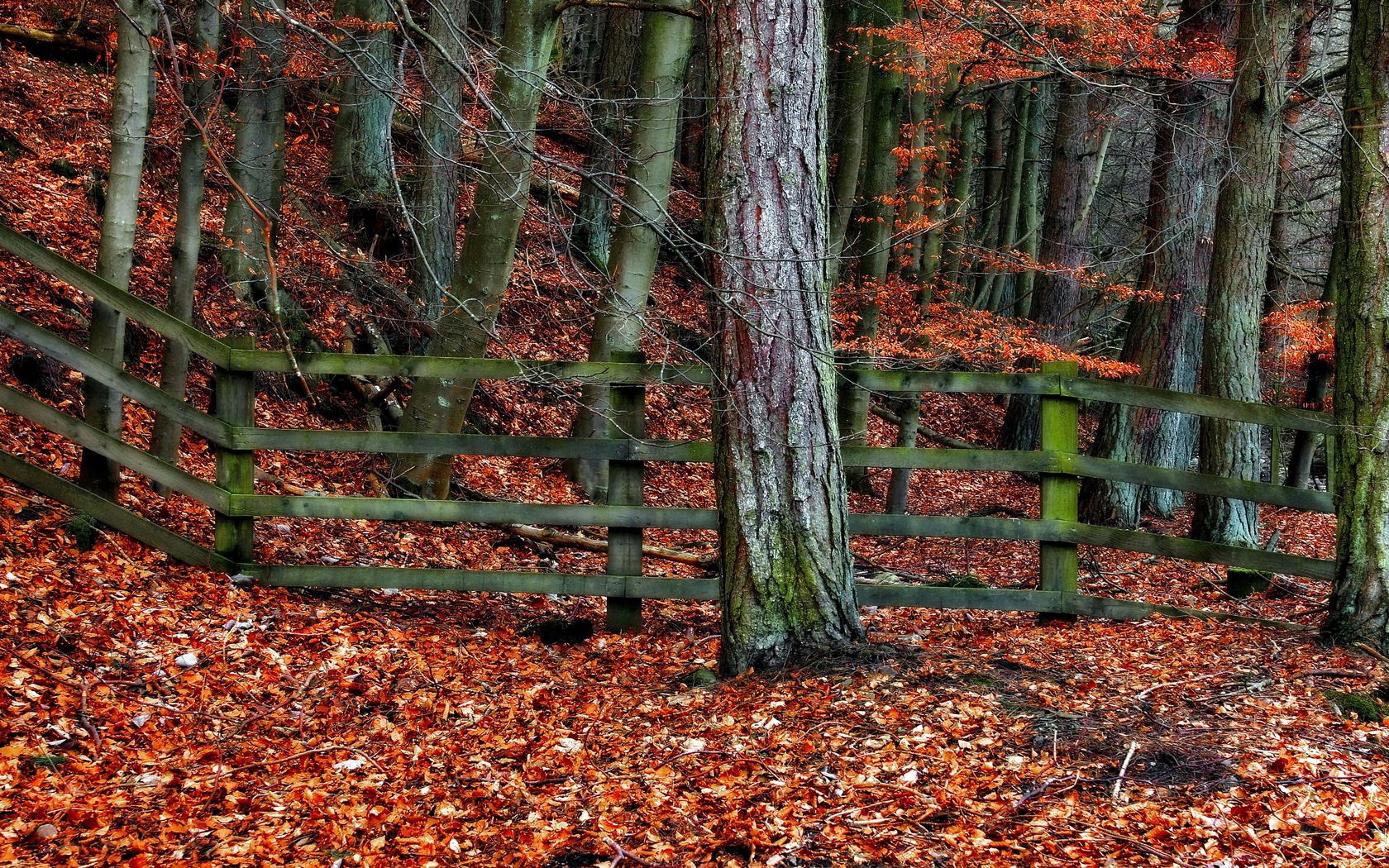 autumn, nature, trees, leaves, orange, wood, tree, grey, fence, fencing, enclosure