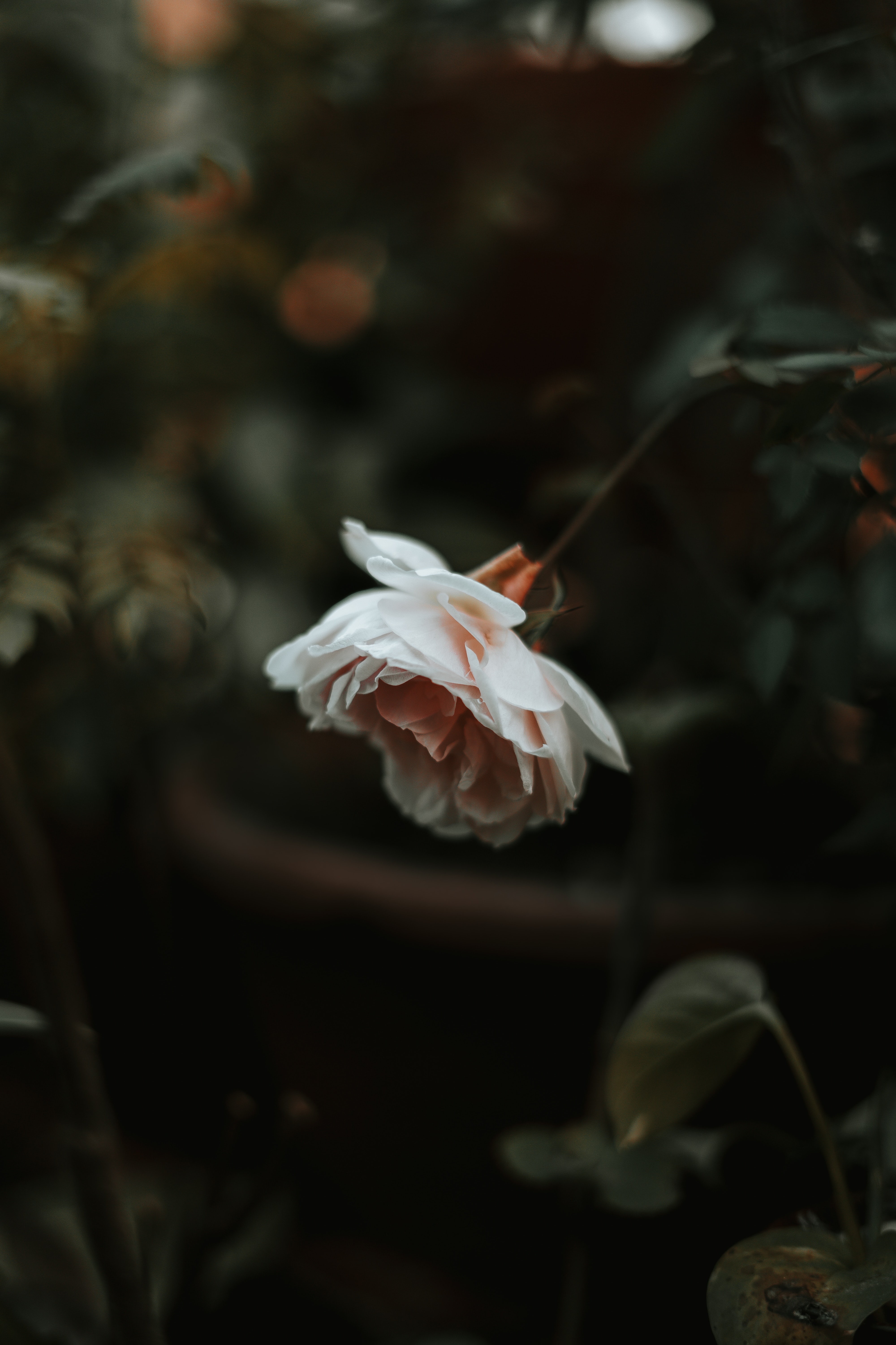 plant, flower, blur, flowers collection of HD images