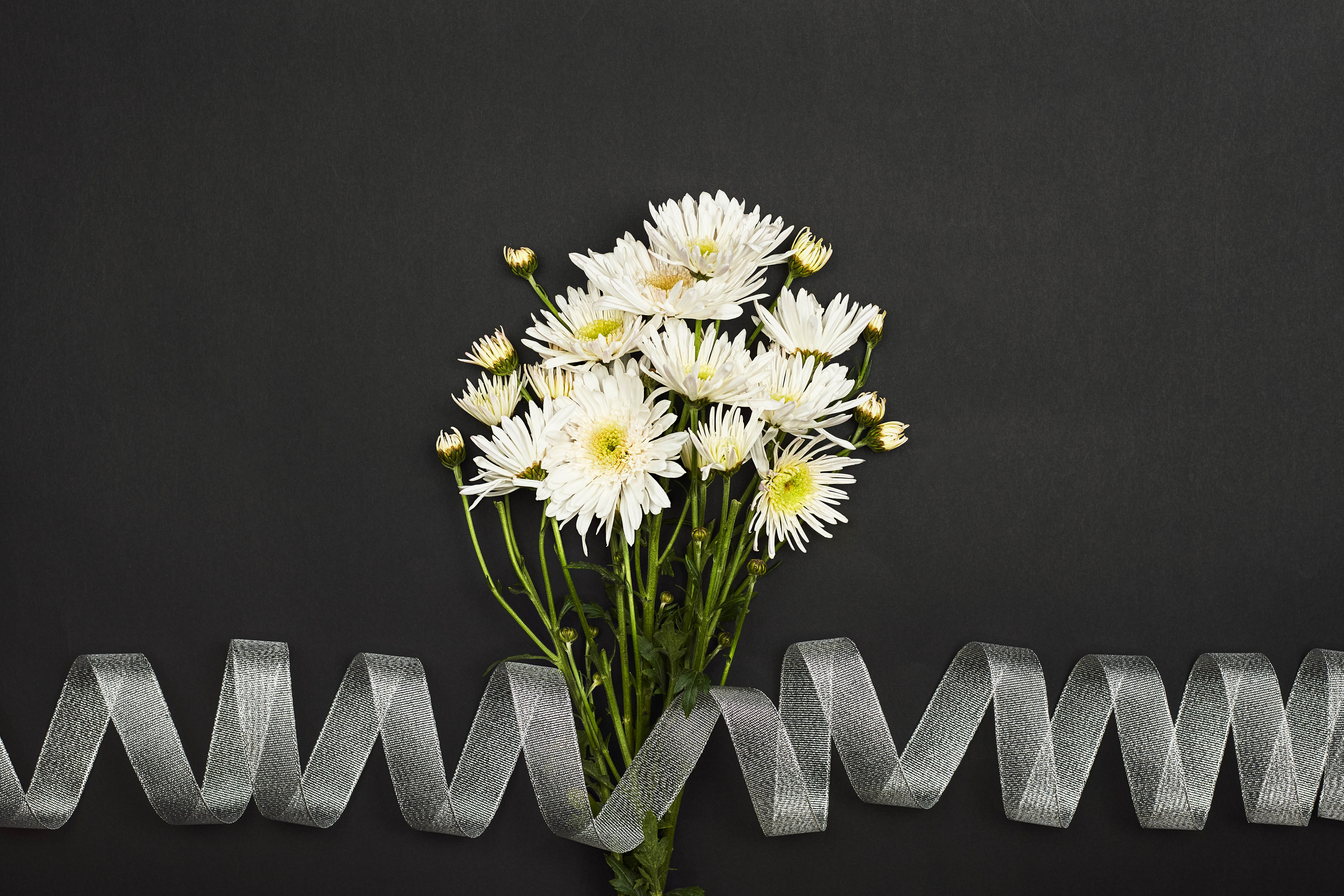 54863 Bild herunterladen blumen, chrysantheme, weiß, bouquet, strauß, band - Hintergrundbilder und Bildschirmschoner kostenlos