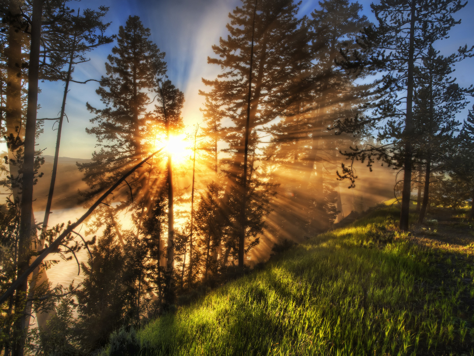 landscape, trees, sun, pine Phone Background