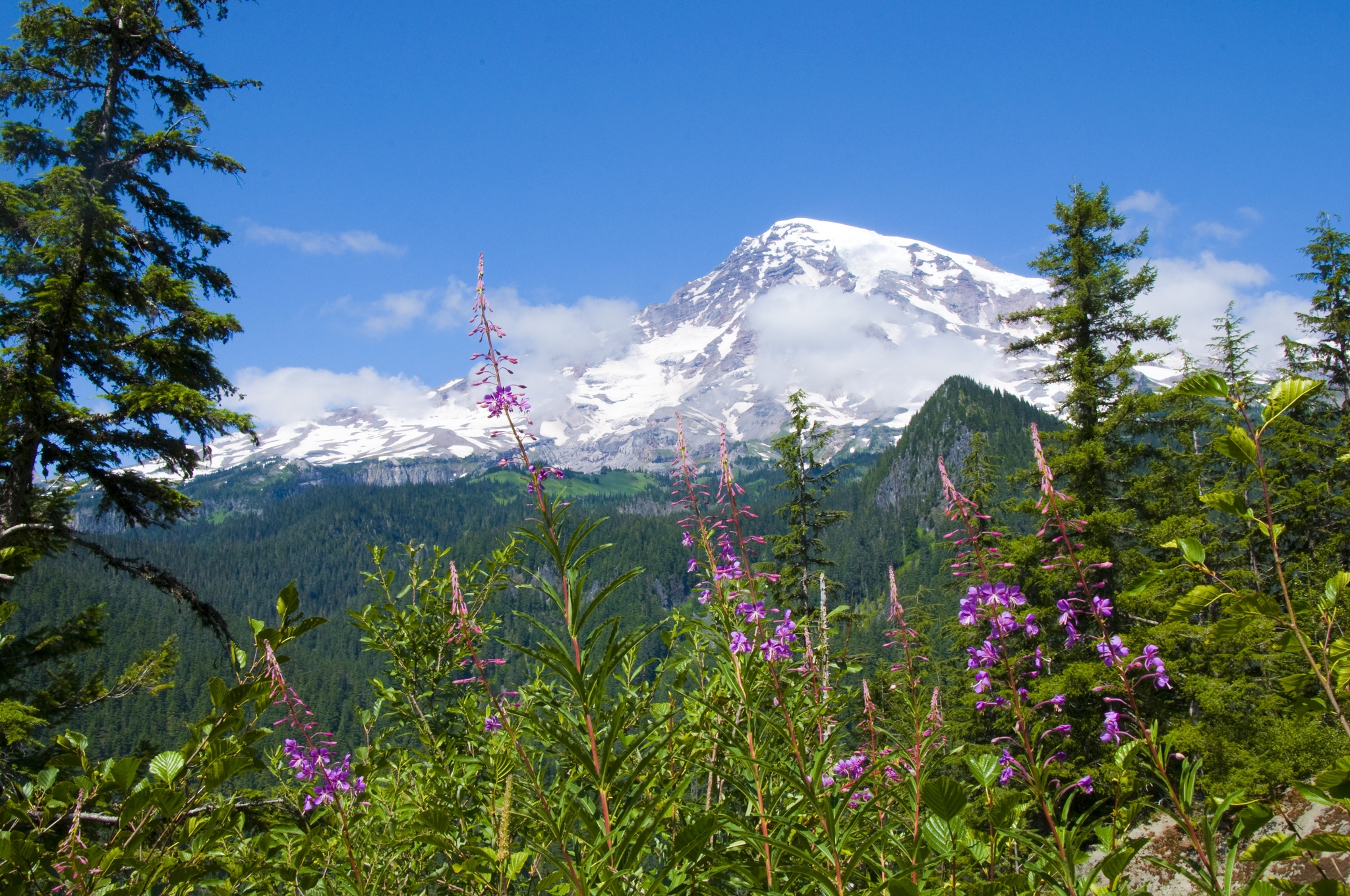 66722 download wallpaper nature, flowers, mountains, forest, mount rainier national park screensavers and pictures for free