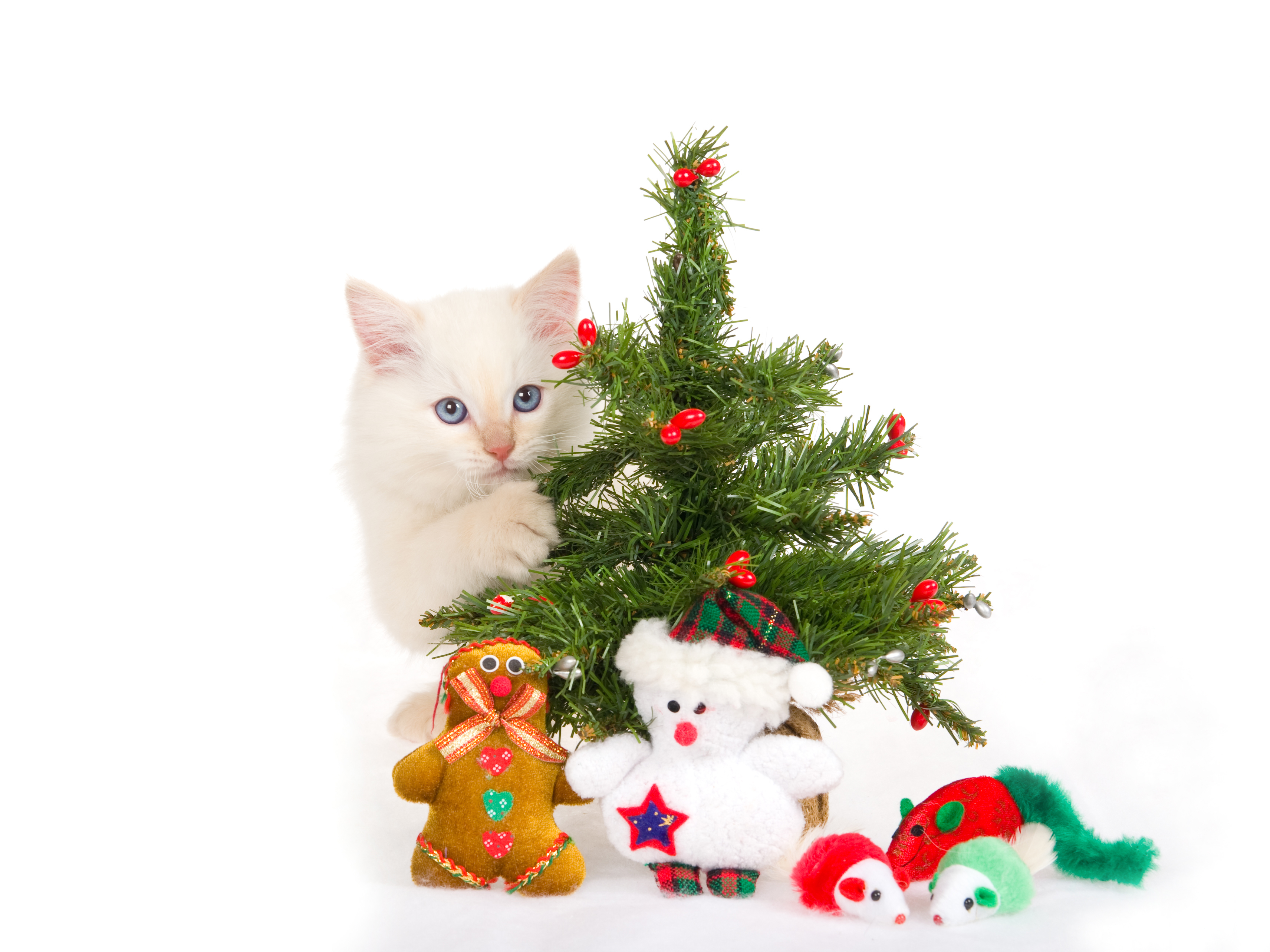 12733 скачать обои кошки (коты, котики), новый год (new year), рождество (christmas, xmas), животные, праздники - заставки и картинки бесплатно