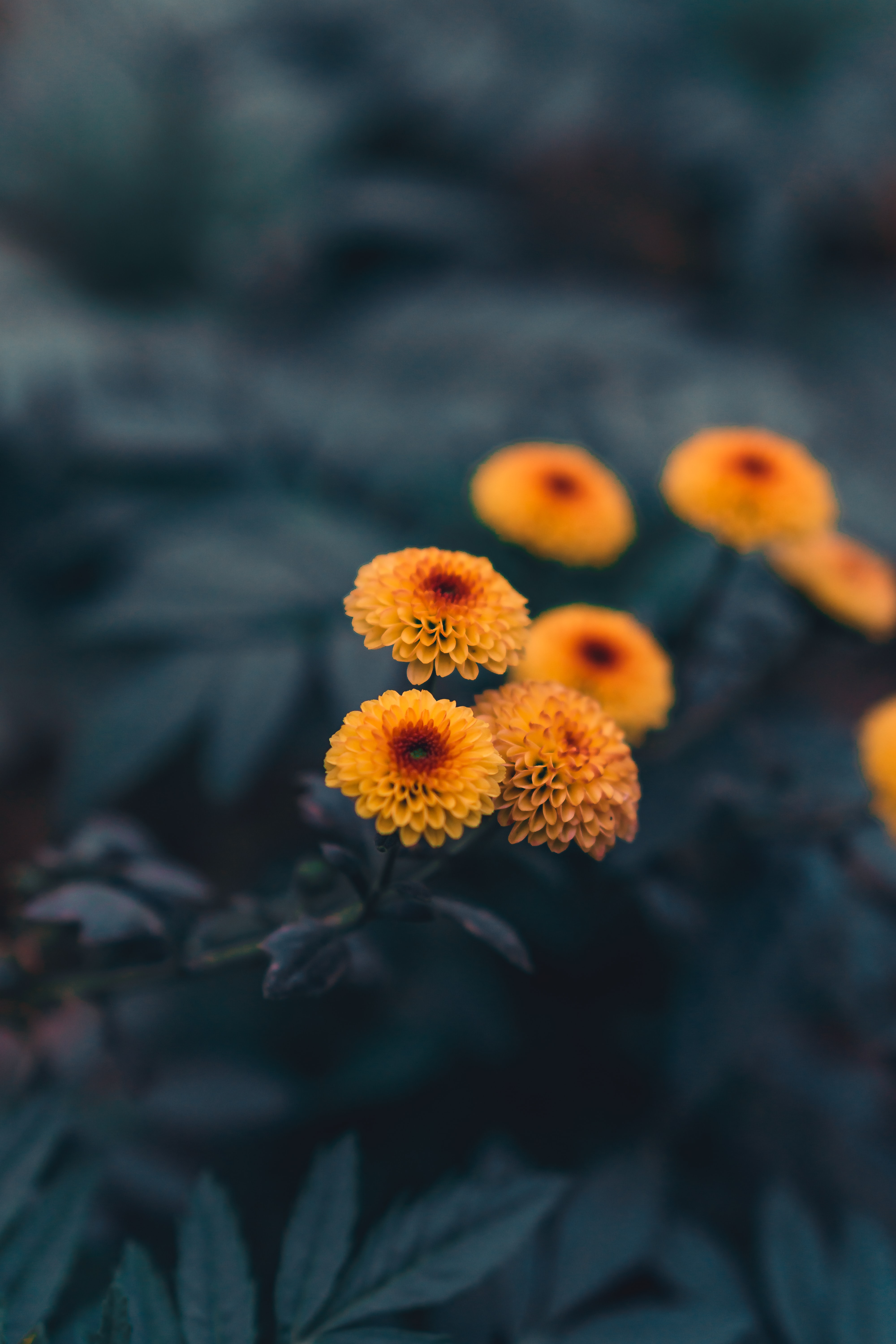 plant, flowers, yellow, daisies phone wallpaper