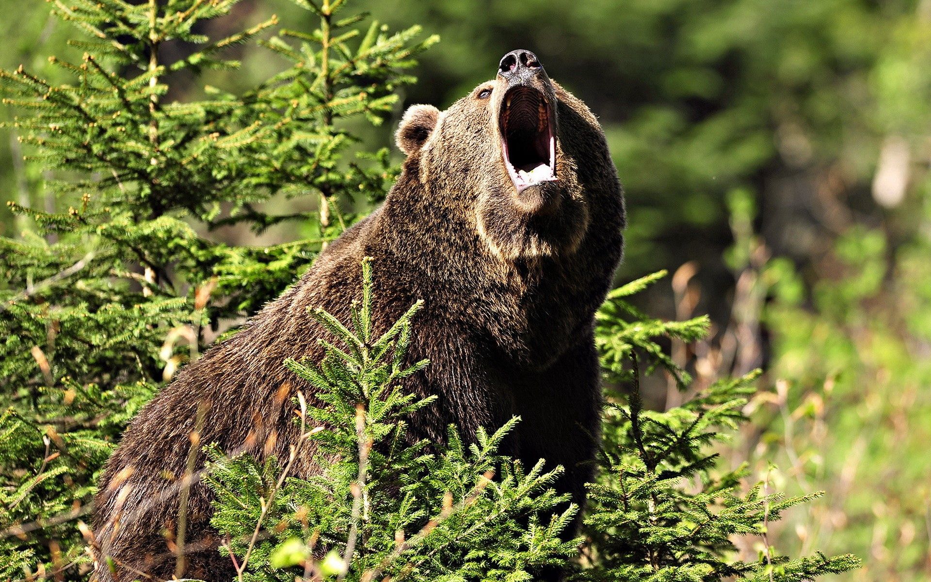 Aggression forest, grass, bear, brown Free Stock Photos