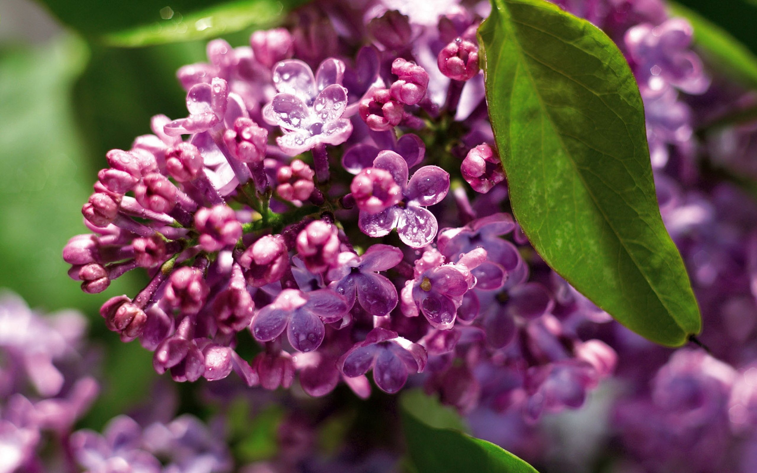 Handy-Wallpaper Pflanzen, Blumen, Lilac kostenlos herunterladen.