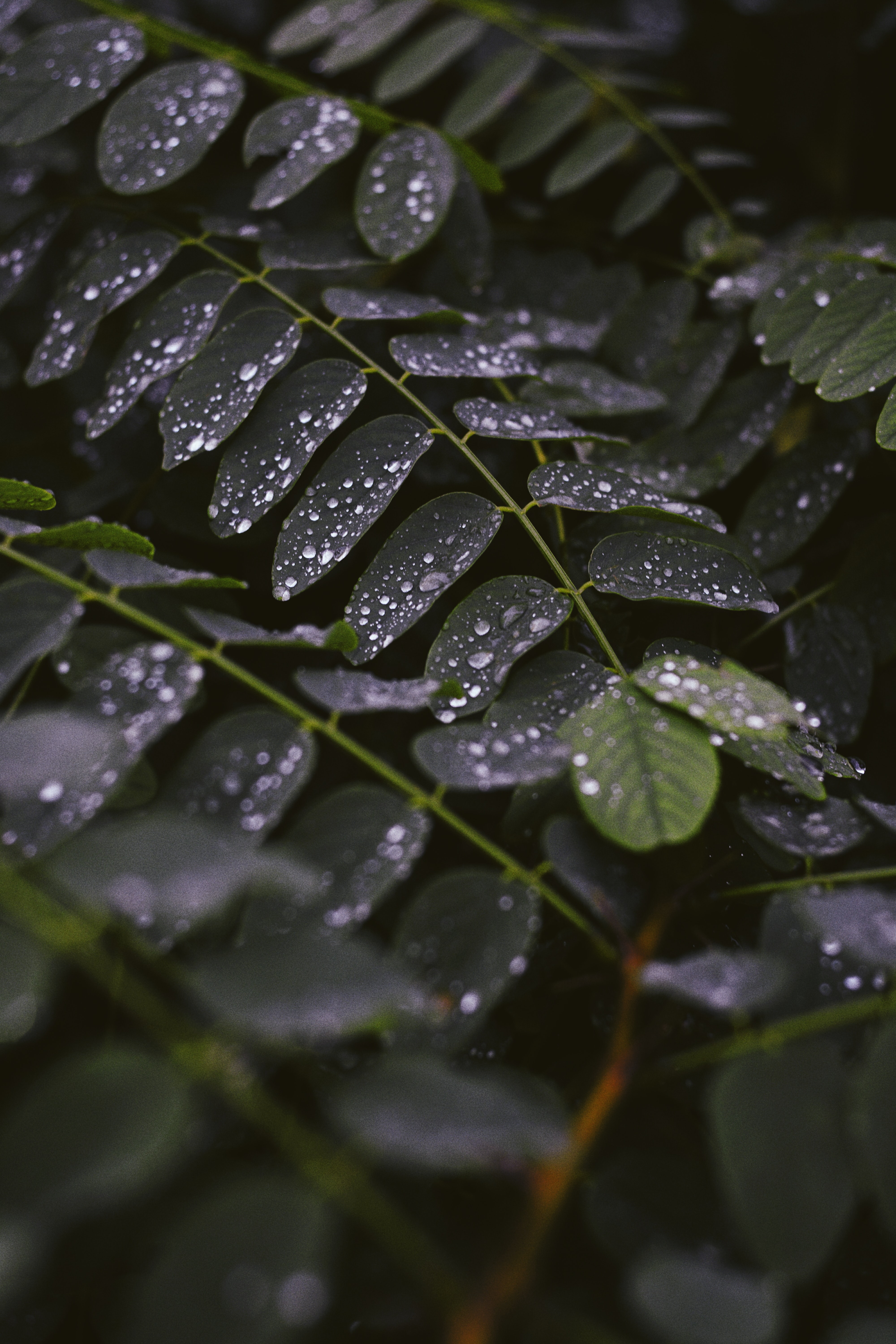 leaves, drops, macro, stem, stalk Smartphone Background