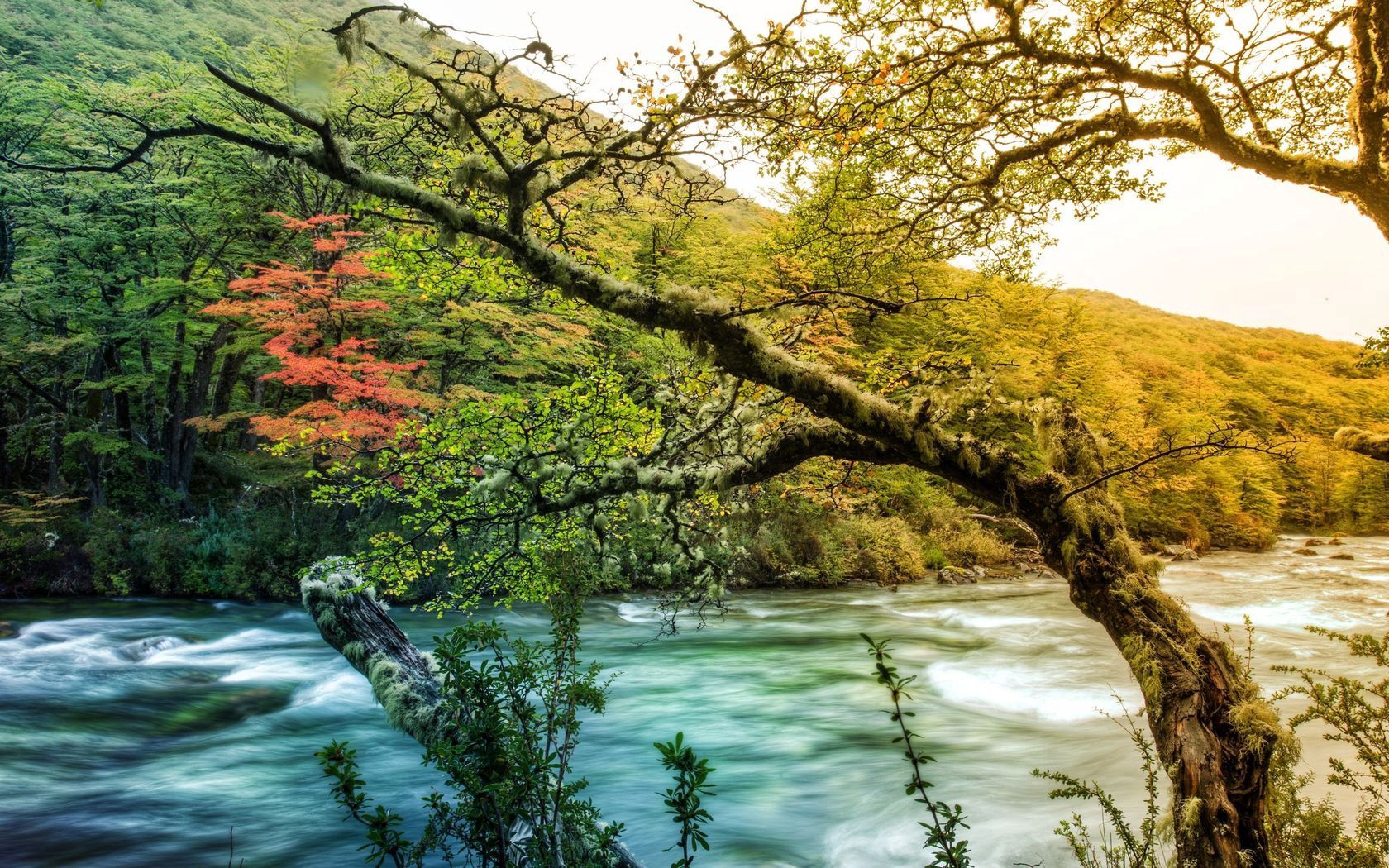 nature, rivers, wood, tree, flow, shades phone wallpaper