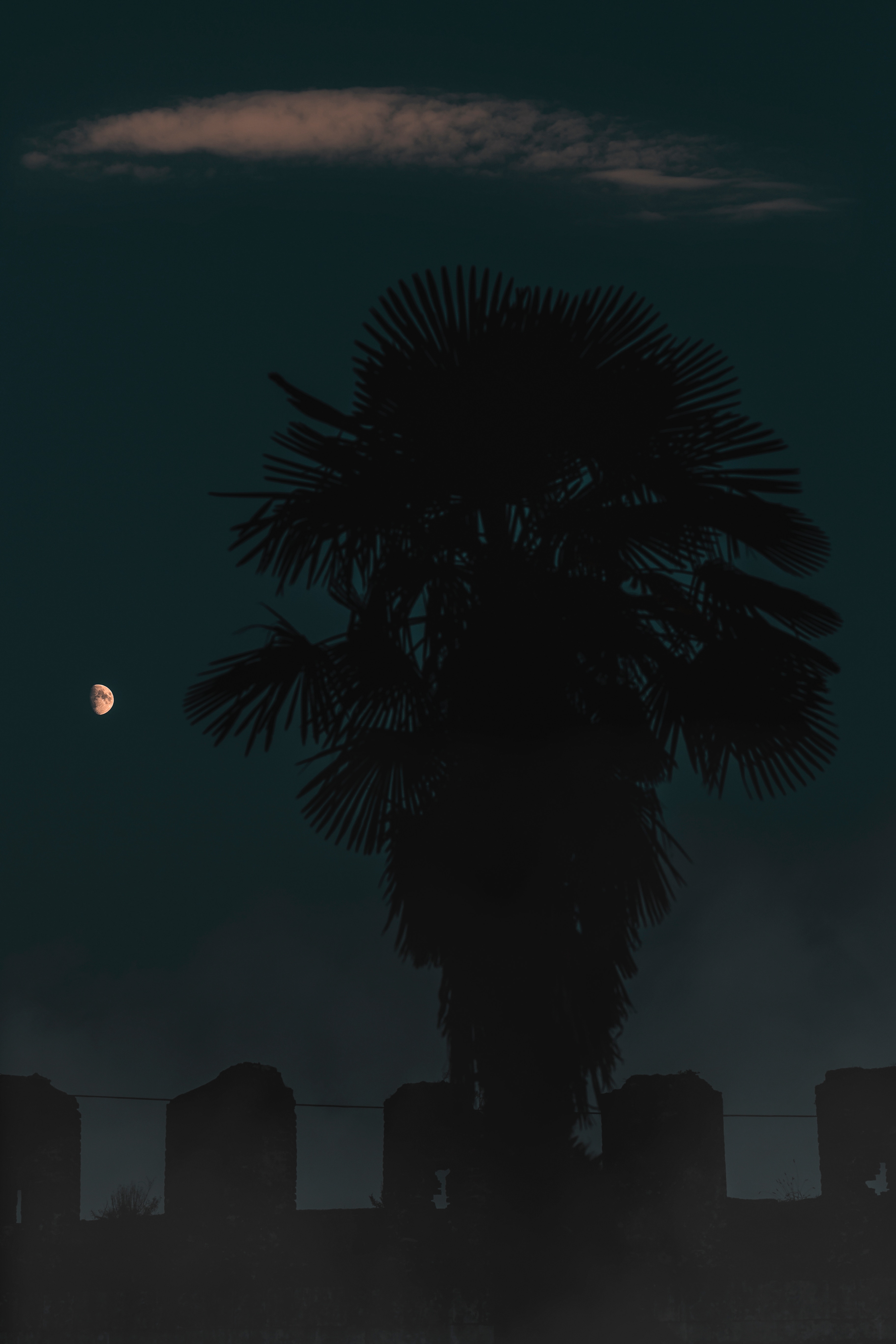 32k Wallpaper Outlines palm, wood, night, tree
