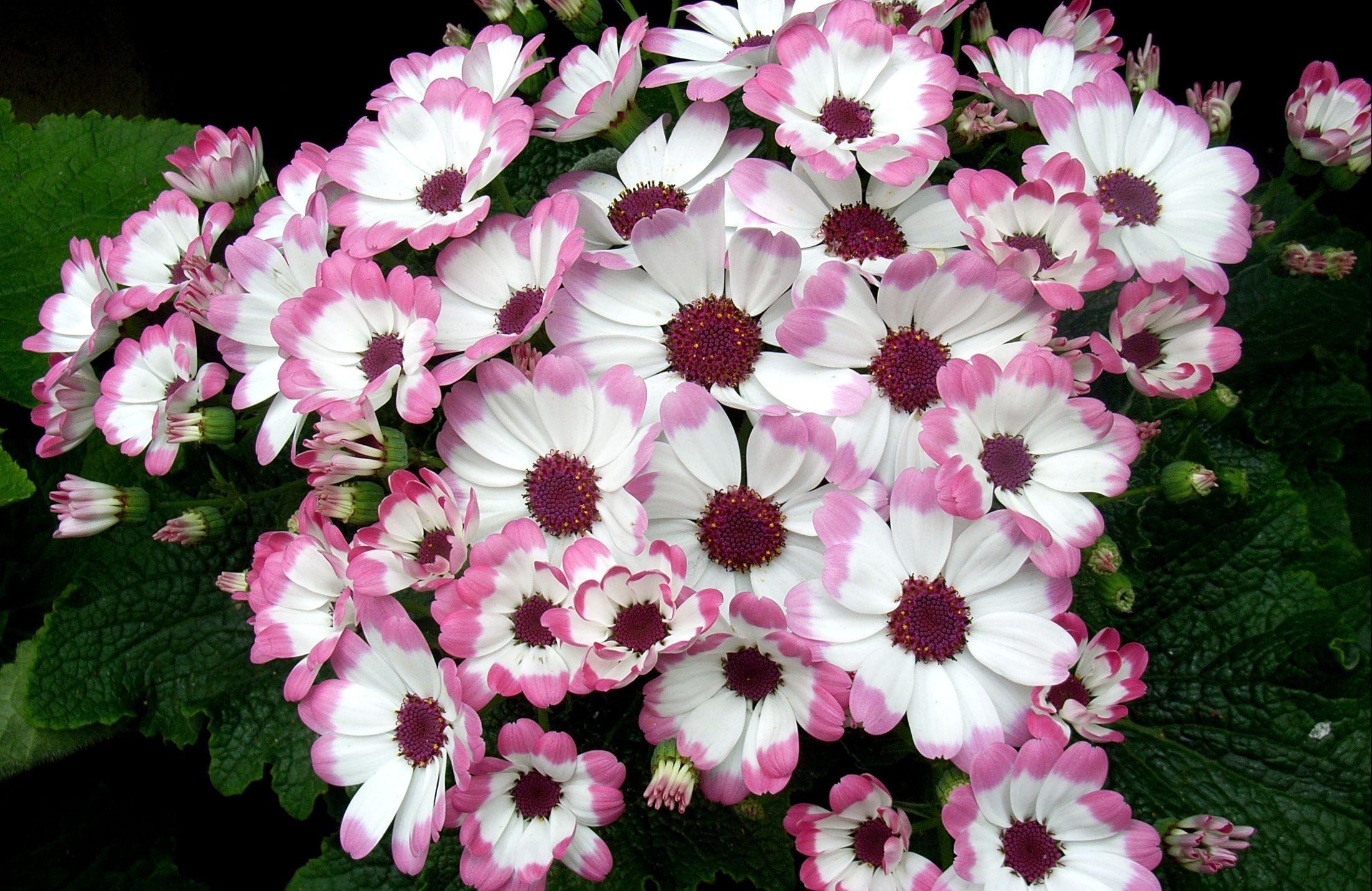 flowers, leaves, flower bed, flowerbed, cineraria, bicolor, two-colored phone background