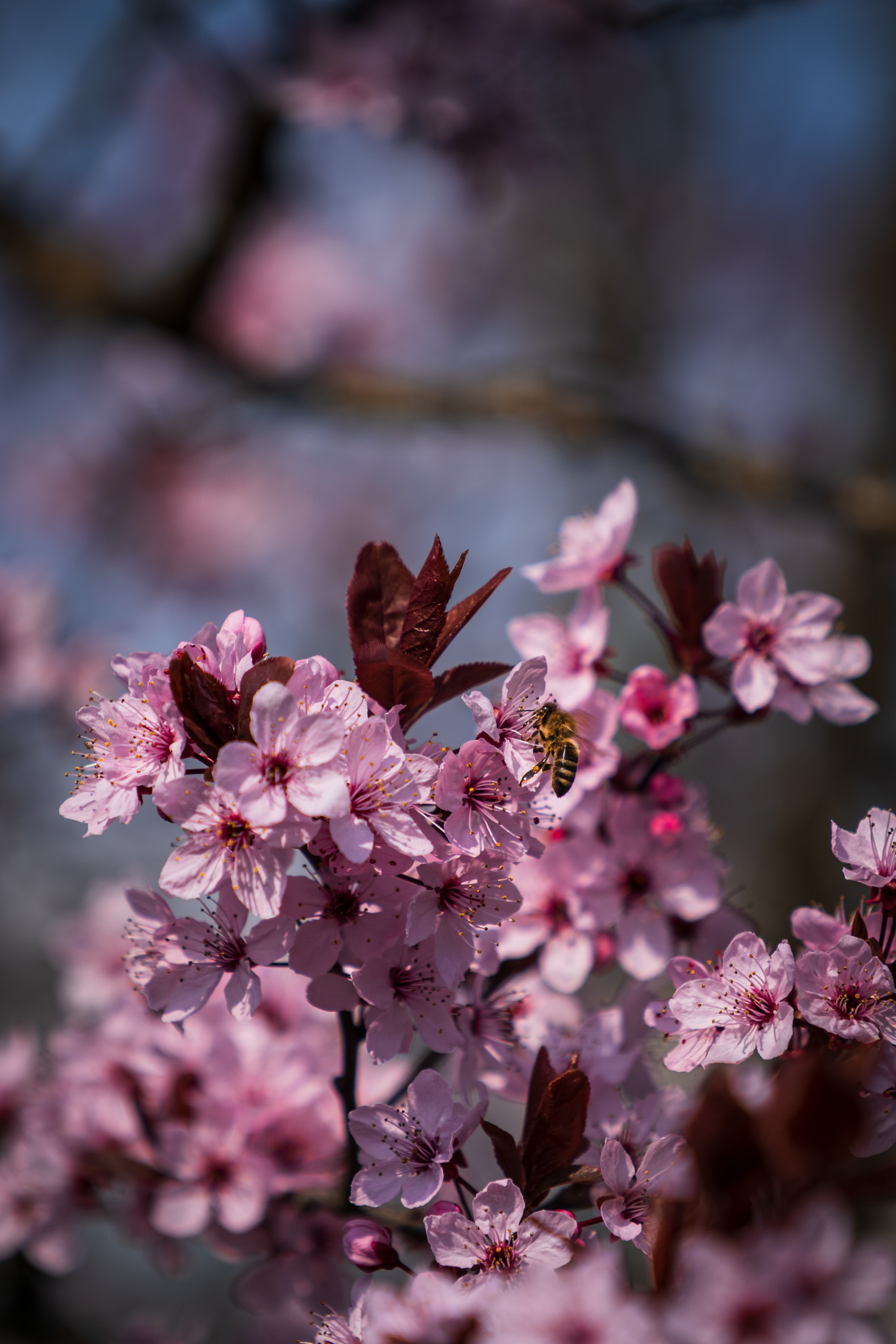 61942 download wallpaper flowers, petals, bee, spring screensavers and pictures for free