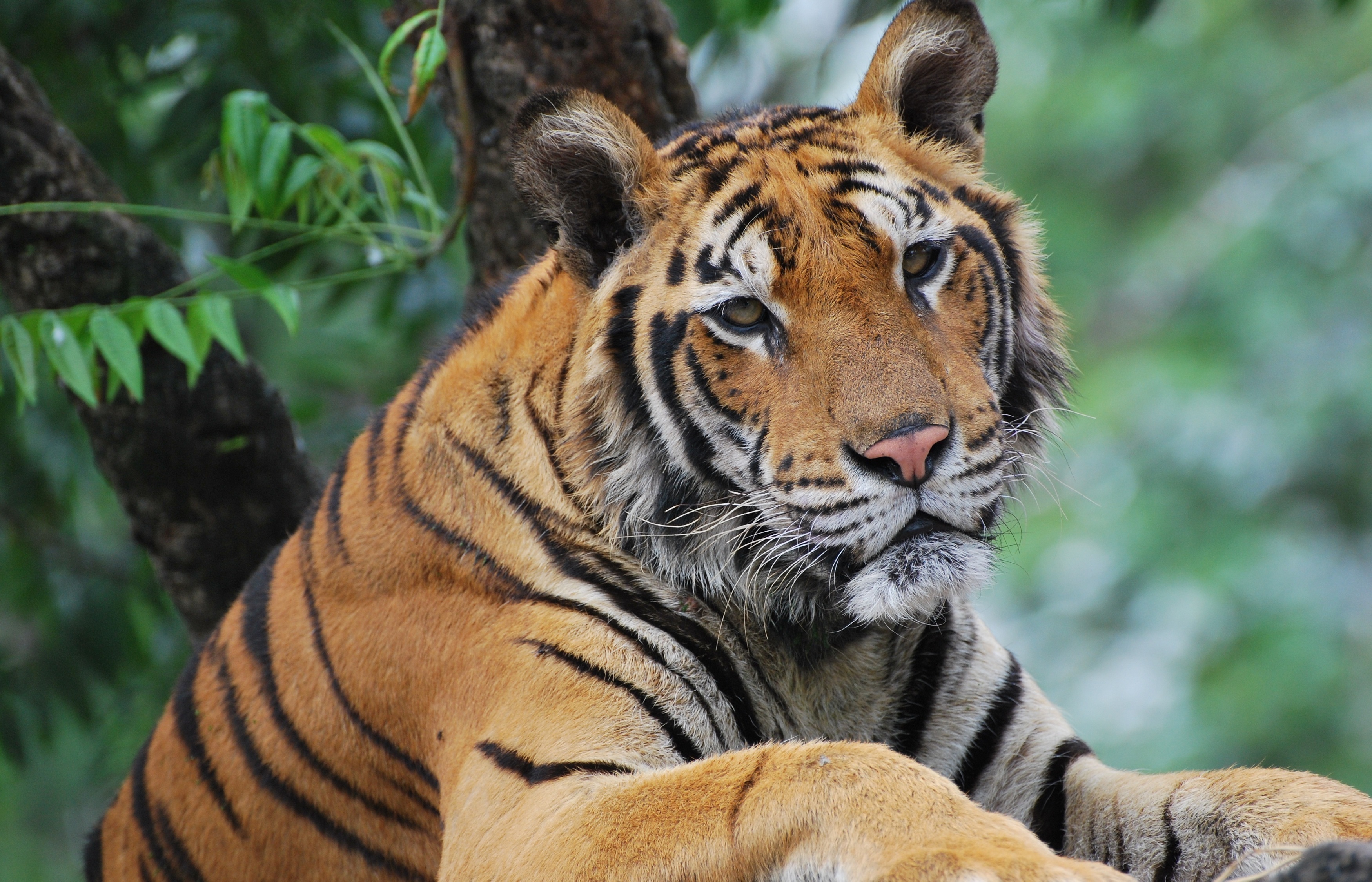 Smartphone Background muzzle, sight, predator, tiger