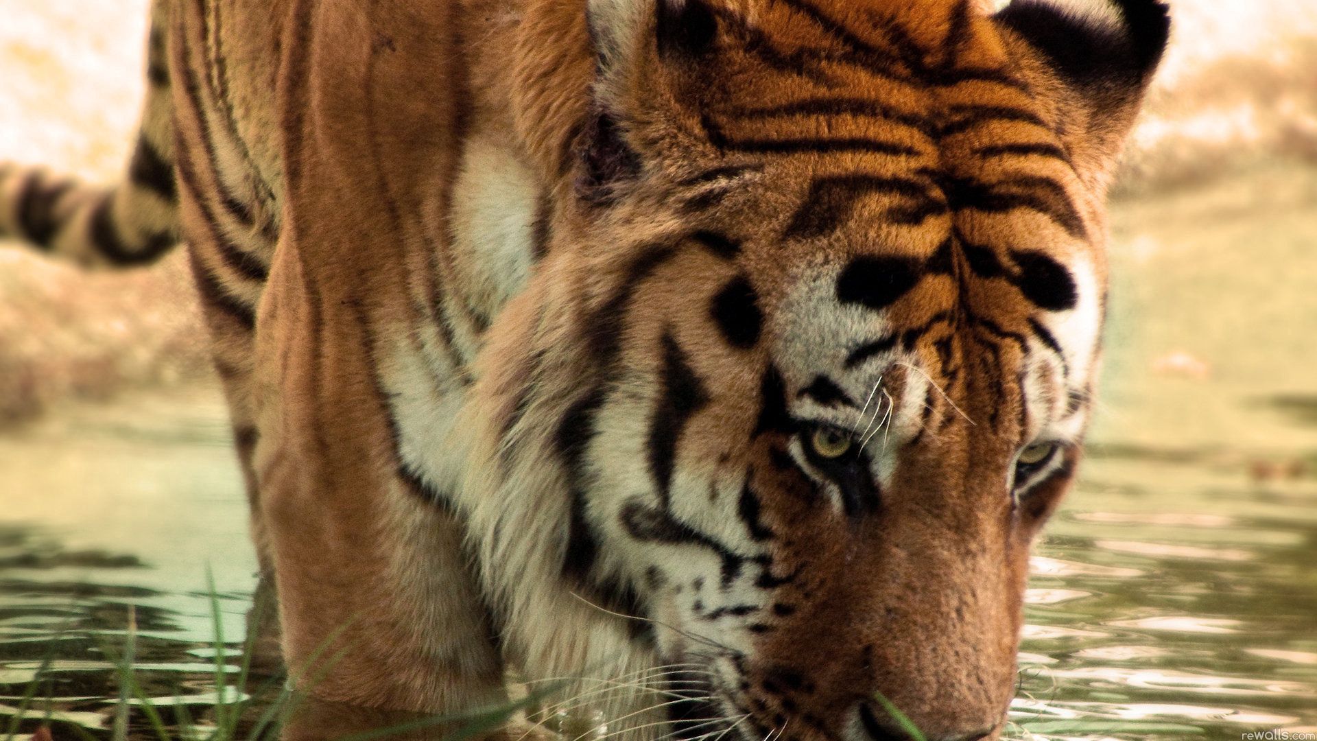 Phone Background animals, tiger, big cat, predator