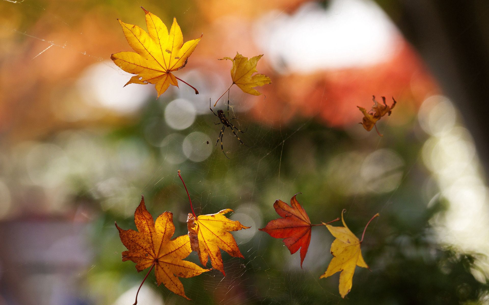 Spider boquet, autumn, web, foliage 8k Backgrounds