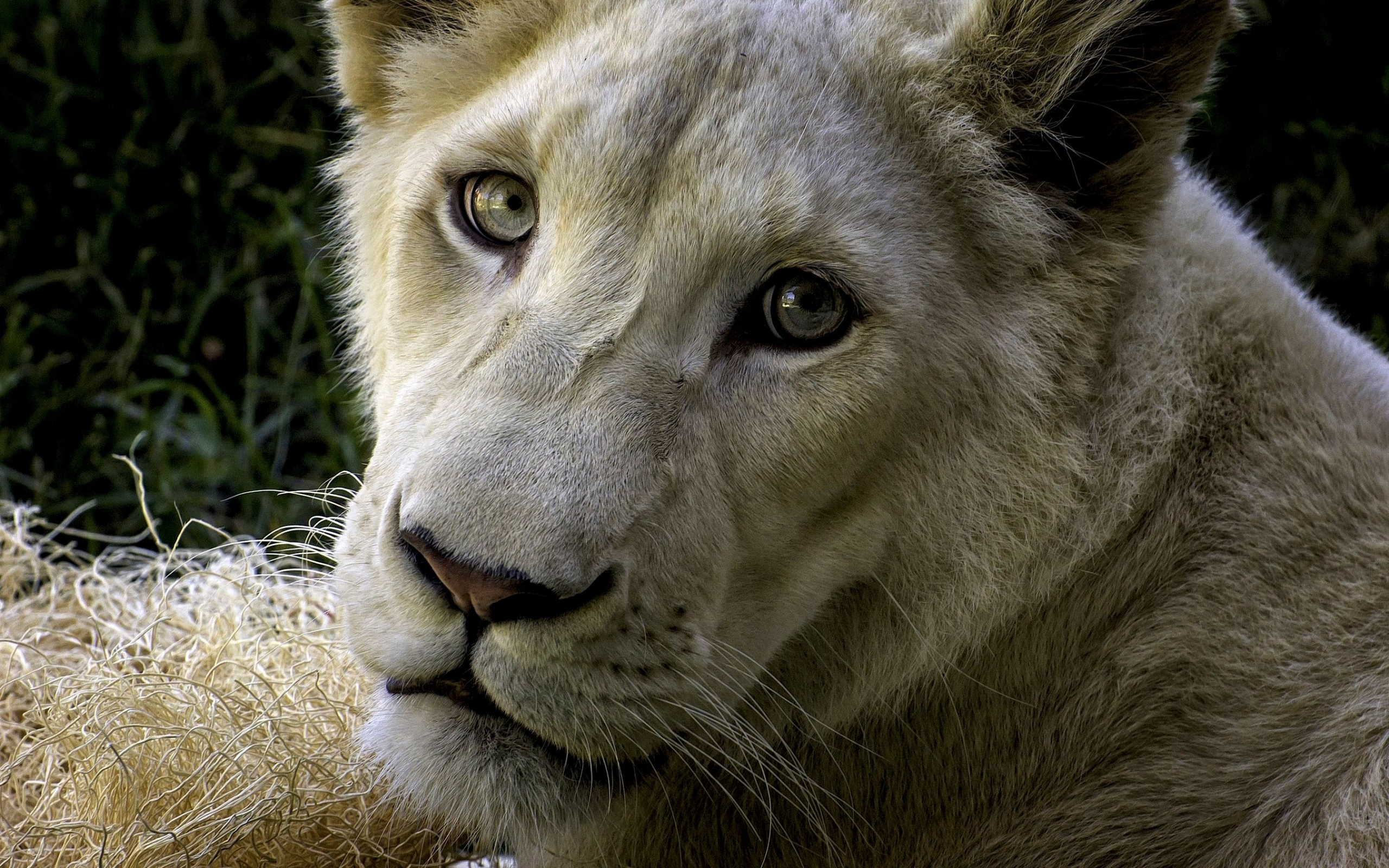 40474 économiseurs d'écran et fonds d'écran Lions sur votre téléphone. Téléchargez animaux, jaune images gratuitement