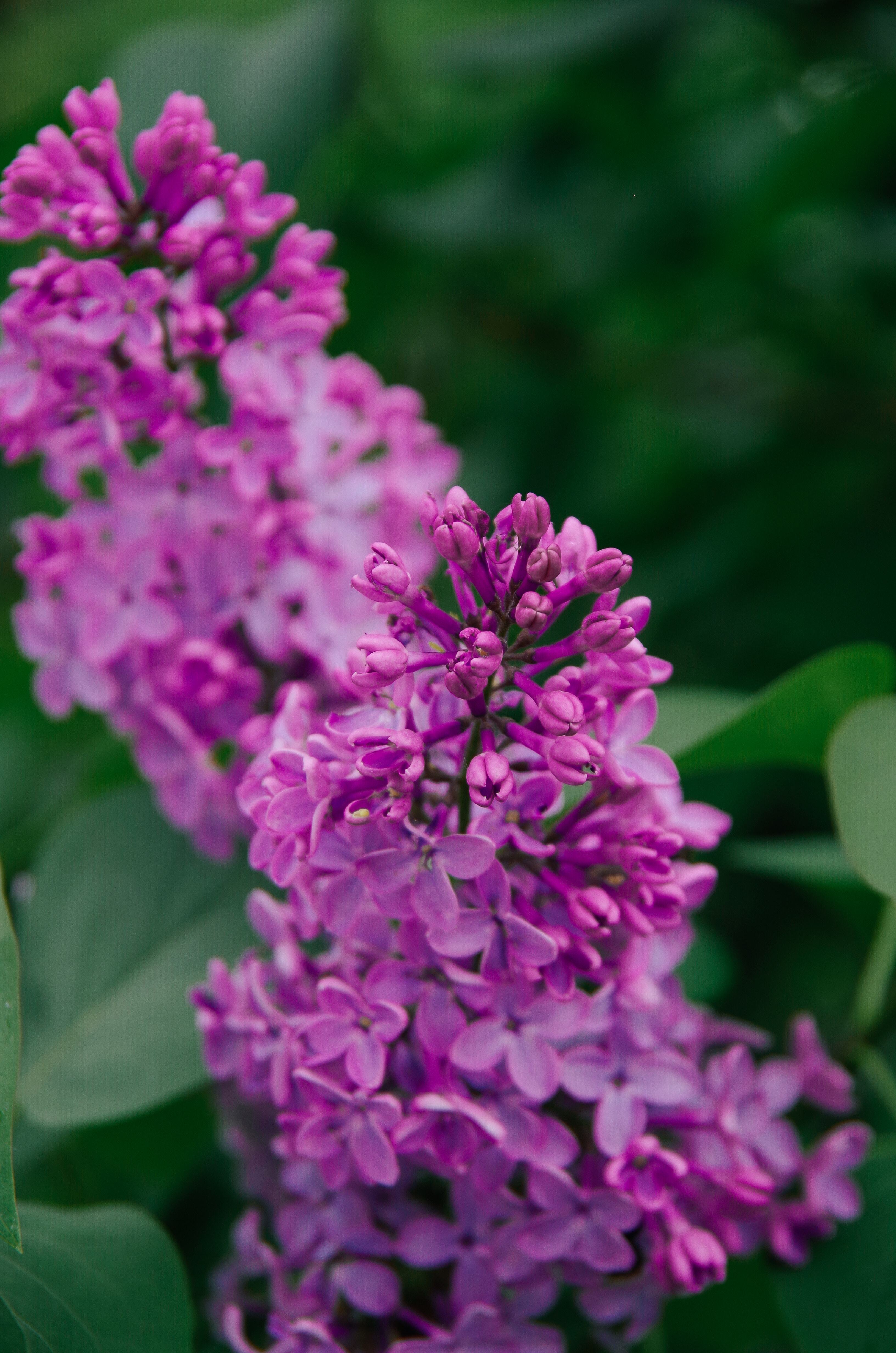 Laden Sie das Blumen, Lilac, Pflanze, Blühen, Blühenden, Lila, Blütenstand-Bild kostenlos auf Ihren PC-Desktop herunter
