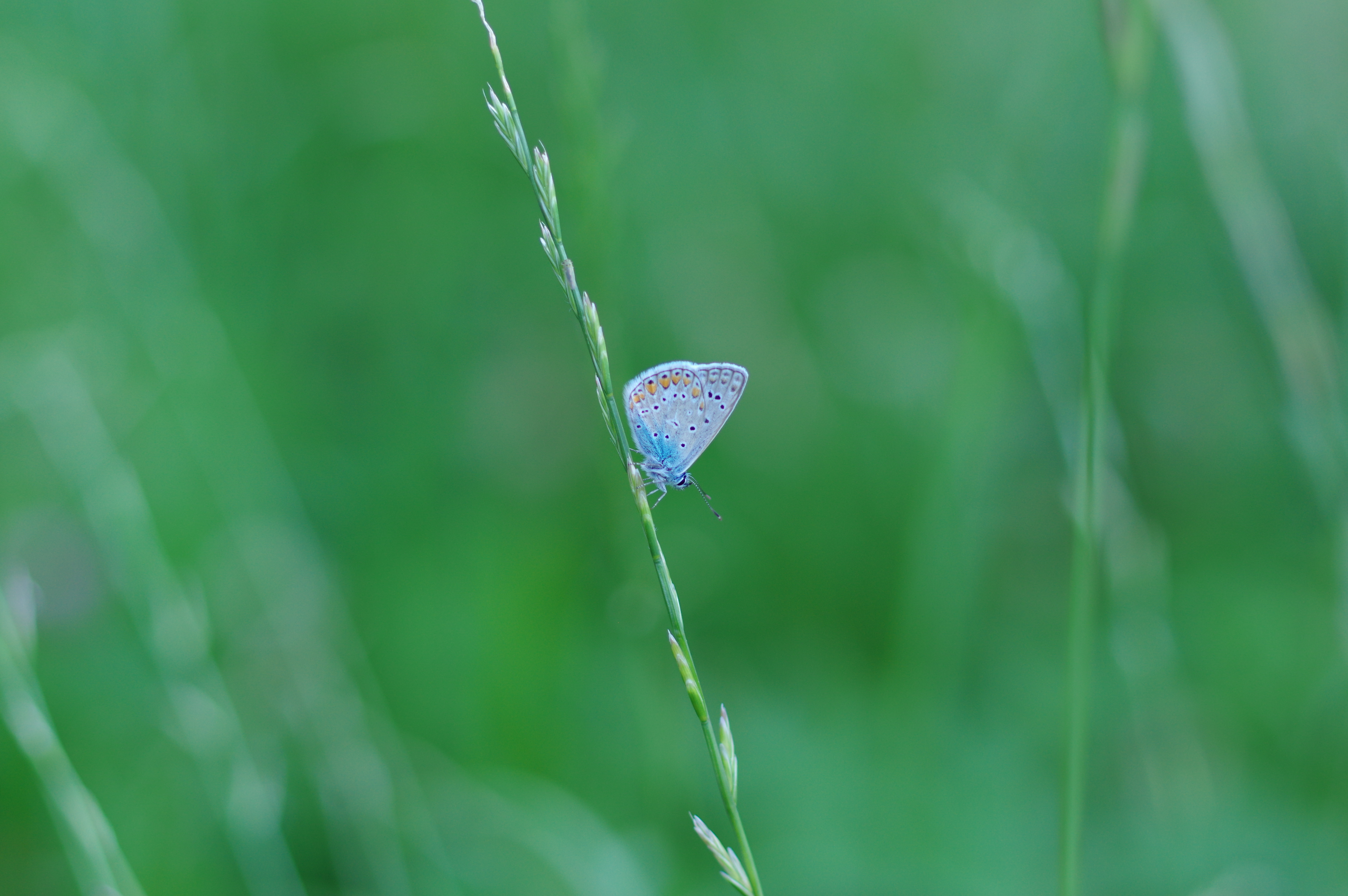 156509 descargar fondo de pantalla hierba, azul, macro, insecto, mariposa: protectores de pantalla e imágenes gratis