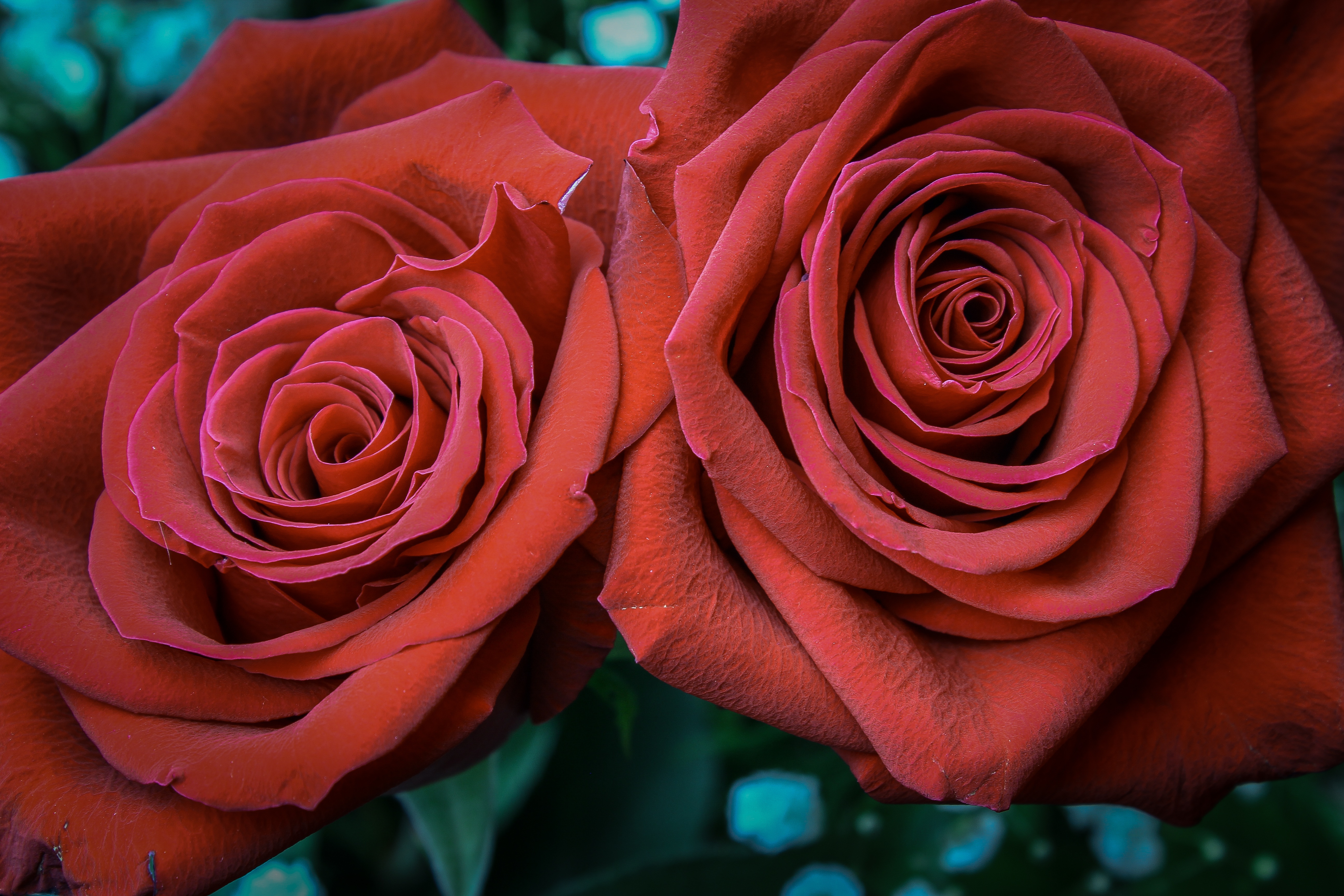flowers, red, rose flower, rose, petals, bud lock screen backgrounds