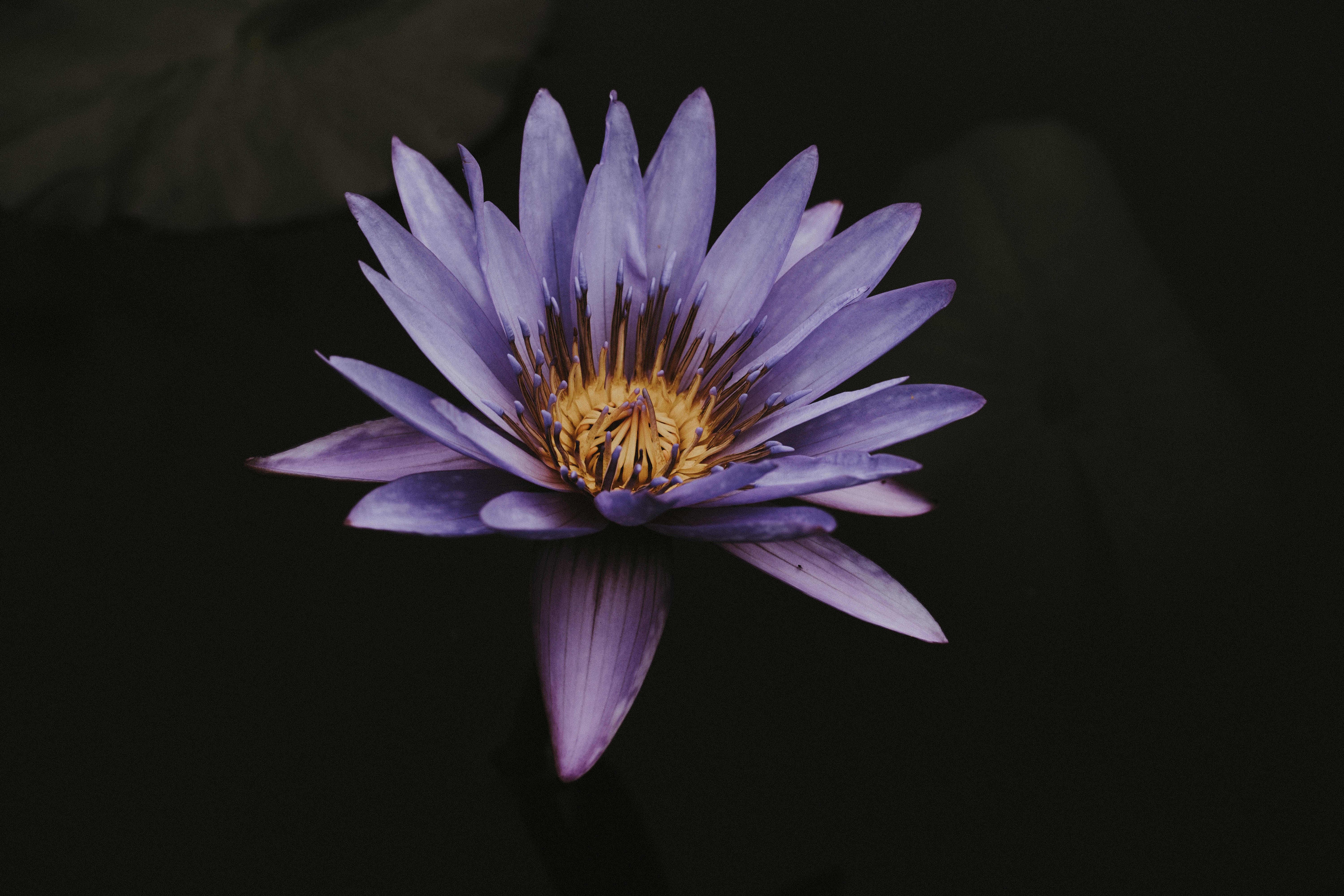 153150 Bild herunterladen blumen, lotus, violett, blume, nahaufnahme, blühen, blühenden, nahansicht, lila - Hintergrundbilder und Bildschirmschoner kostenlos