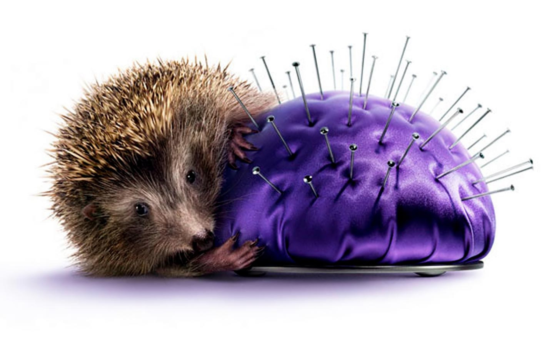 41423 download wallpaper animals, hedgehogs, objects screensavers and pictures for free