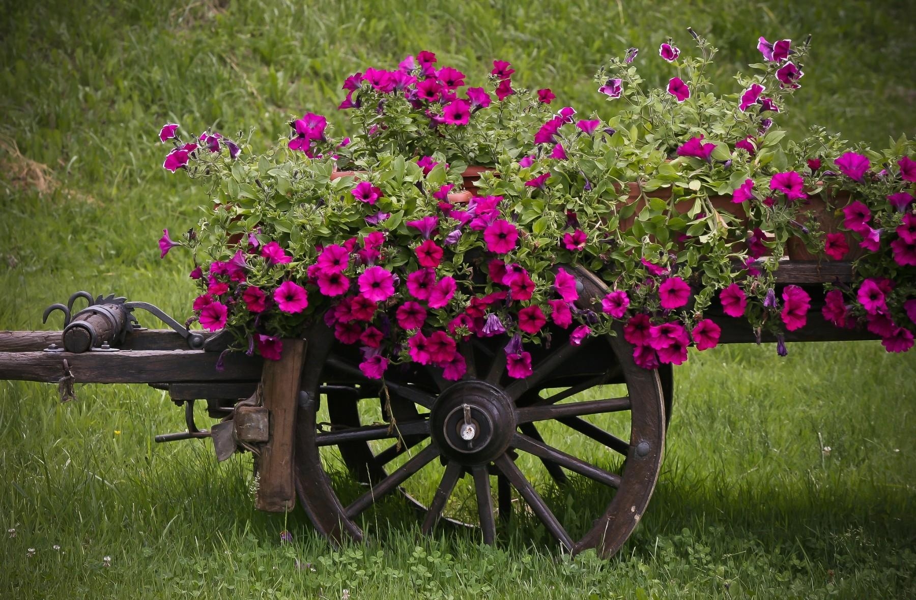 flowers, grass, handsomely, it's beautiful, pots, plant pot, cart, petunia wallpaper for mobile