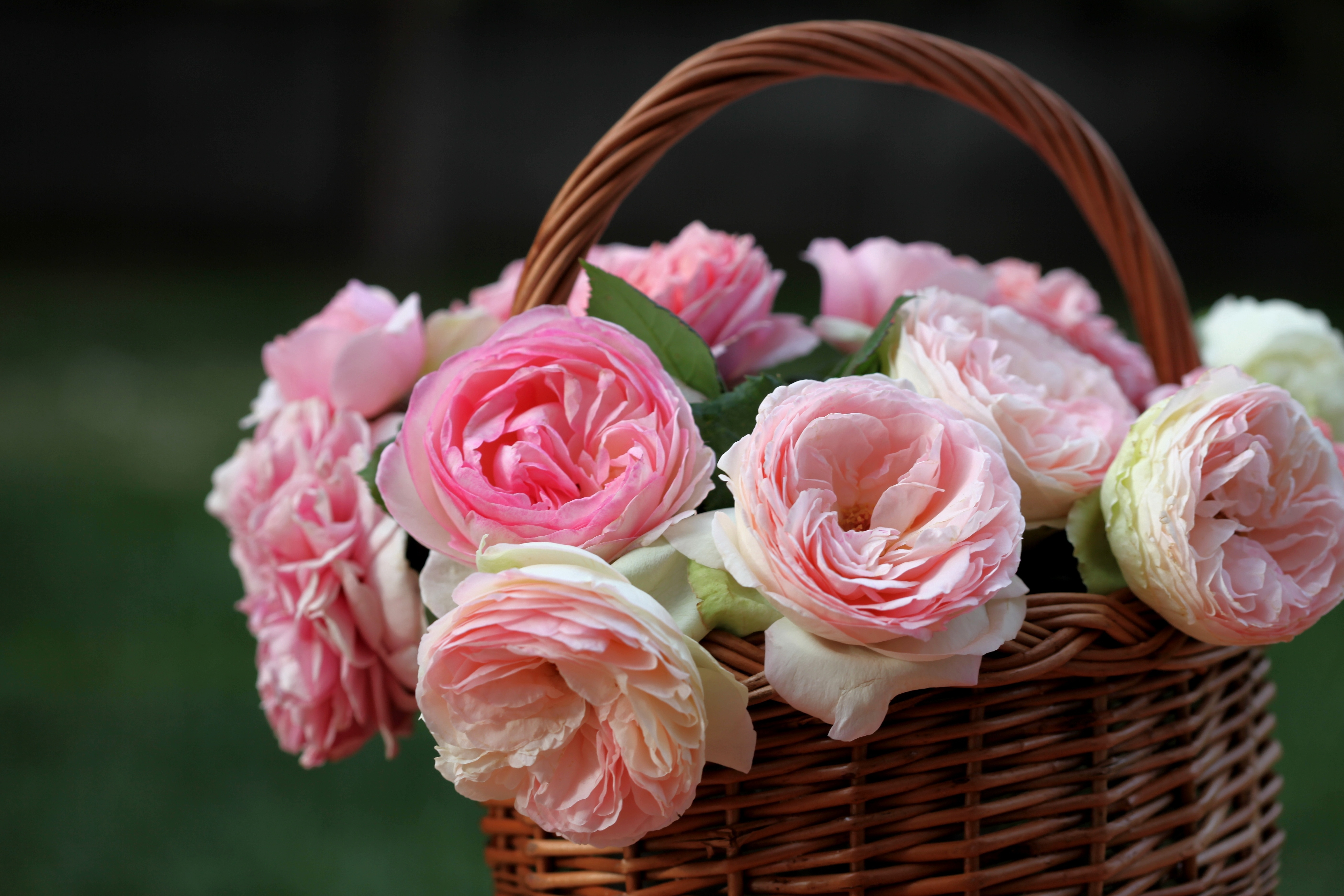 flower, rose, still life, pink rose Basket Cellphone FHD pic