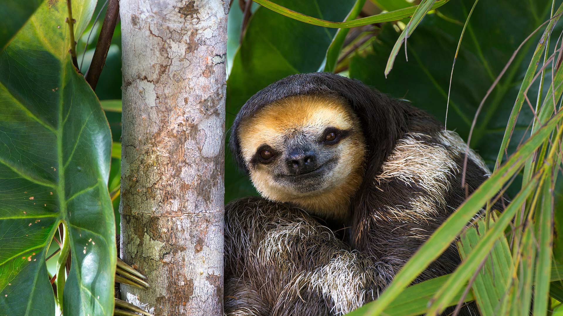 HD desktop wallpaper: Animal, Sloth, Baby Animal download free picture  #965367