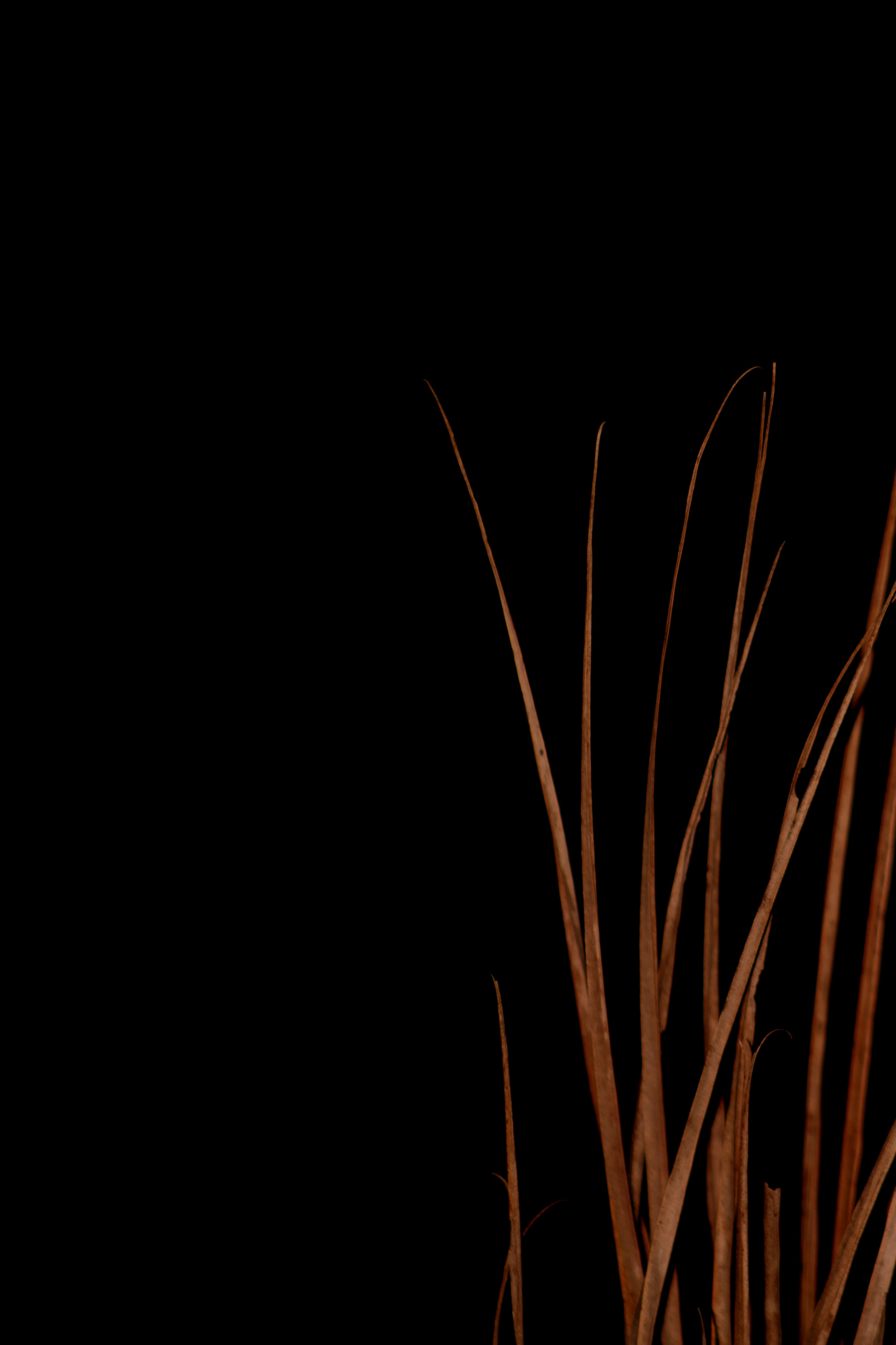 plant, dry, grass, black download HD wallpaper