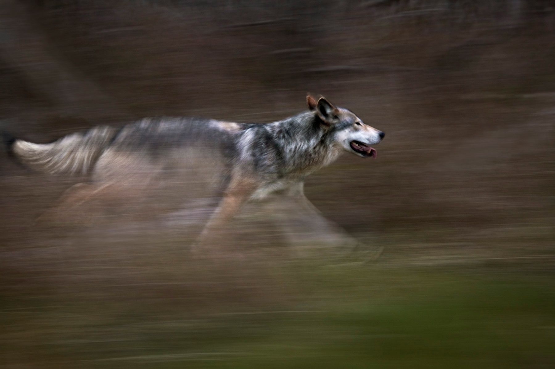 Бегущая с волками