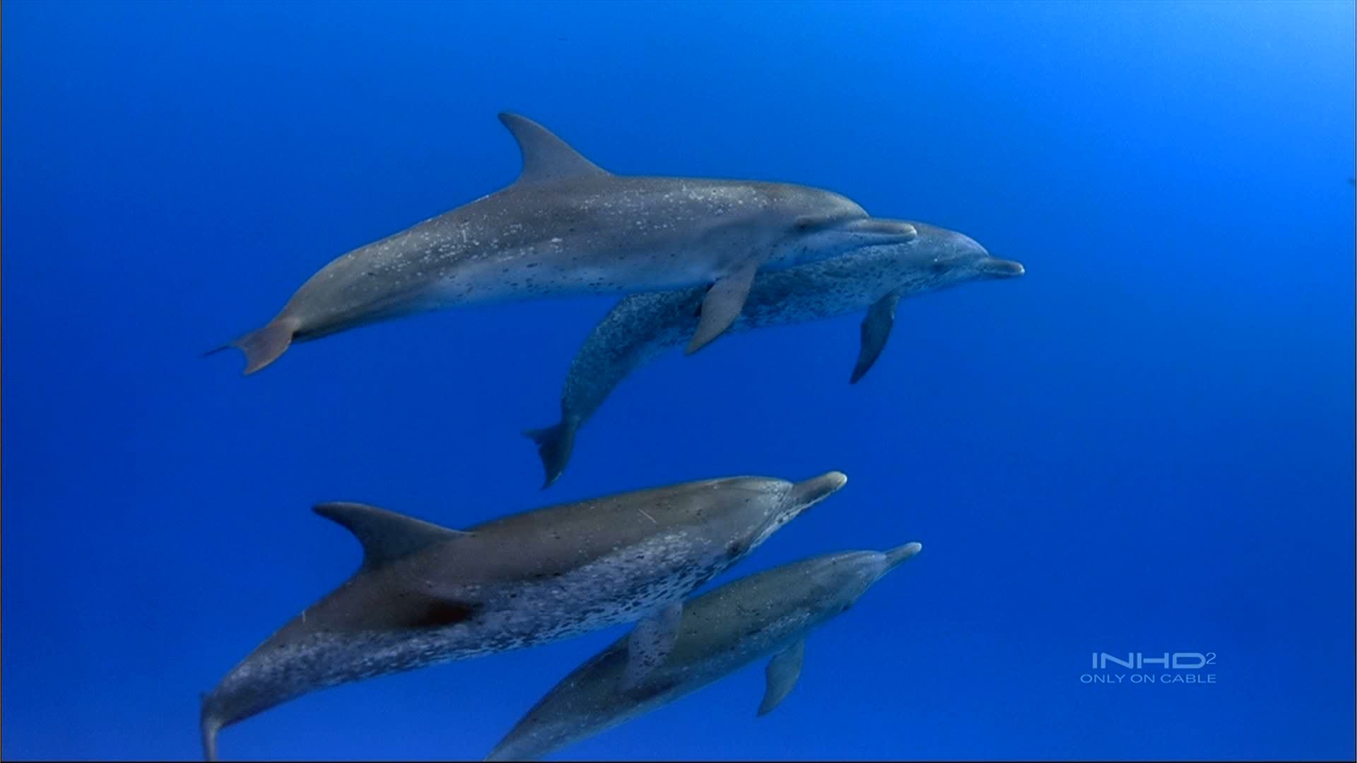 Laden Sie das Tiere, Delfine, Sea, Fische-Bild kostenlos auf Ihren PC-Desktop herunter