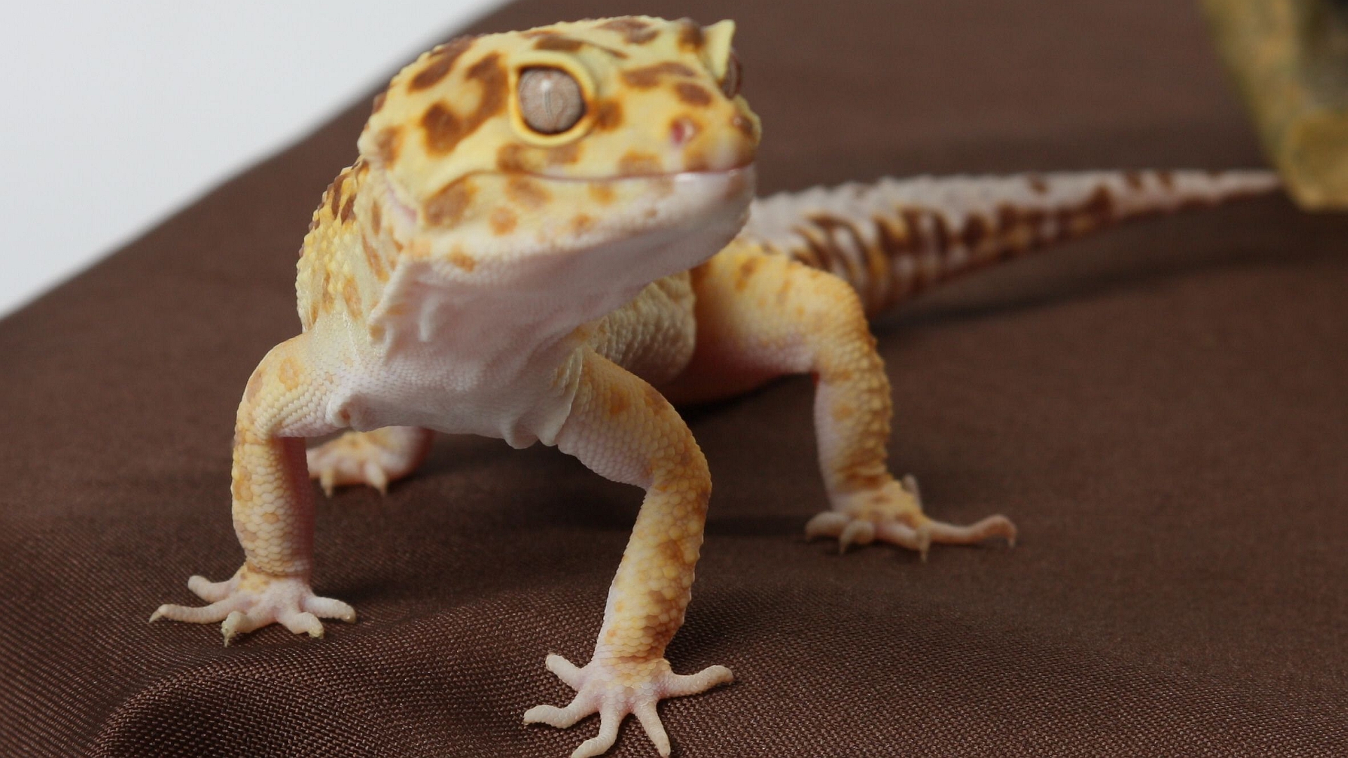 Gecko  8k Backgrounds