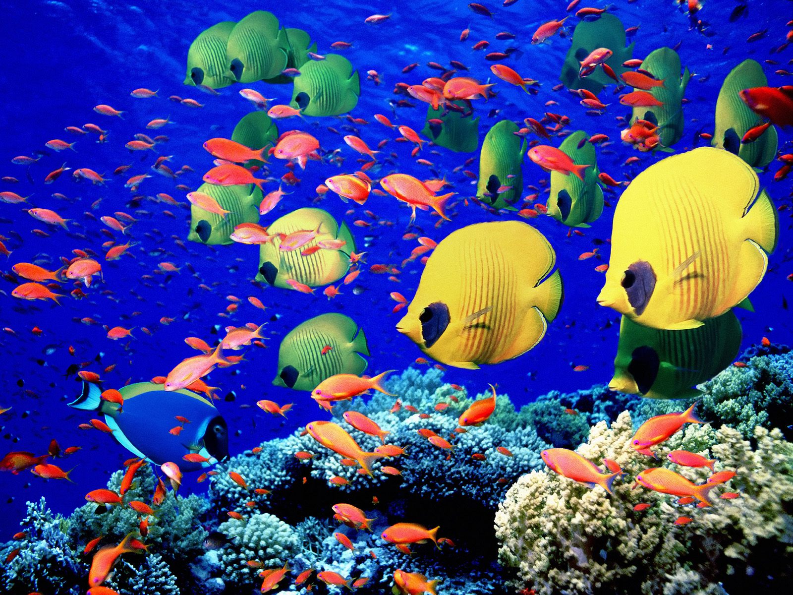 fishes, fish, coral, animal, butterflyfish 5K