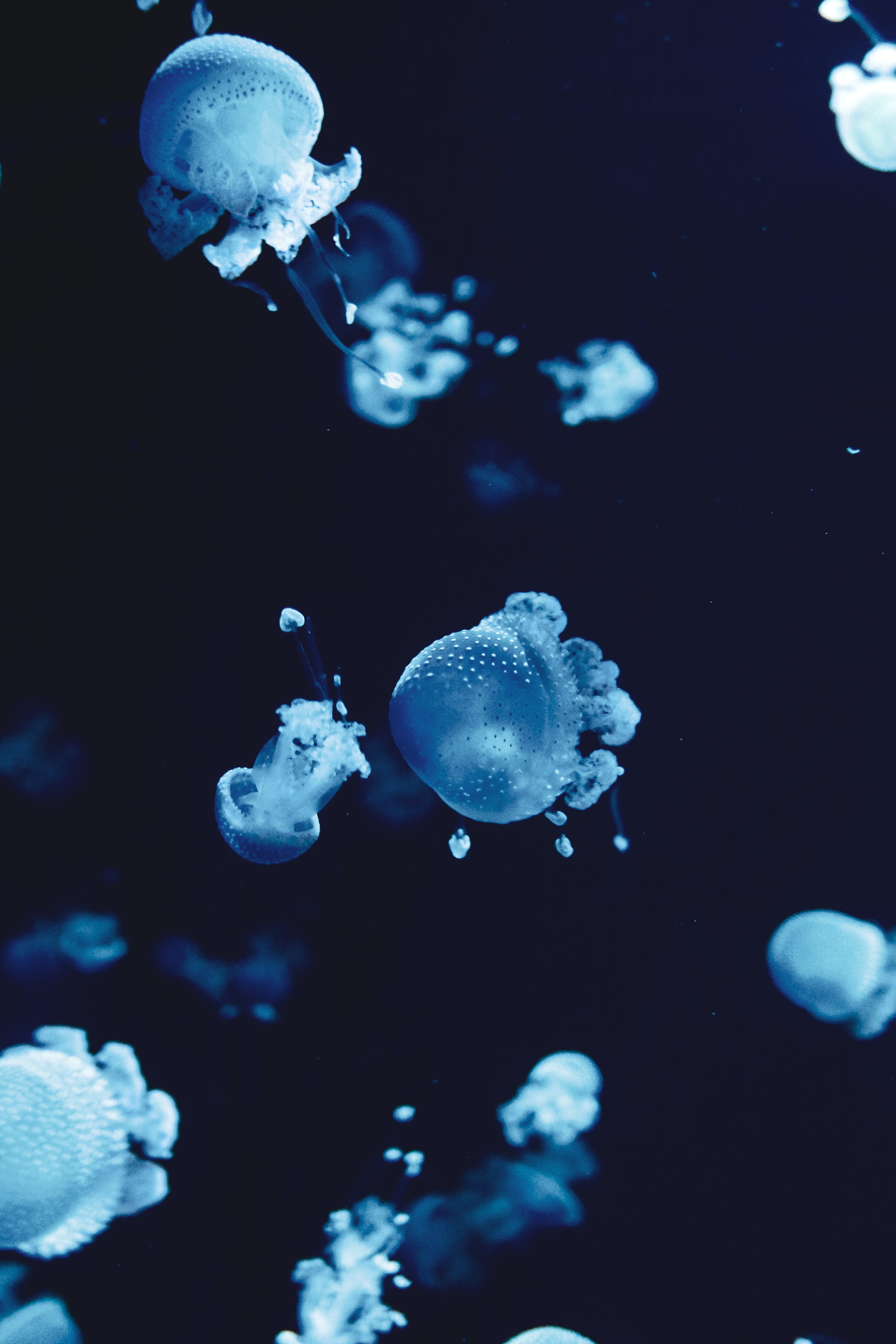 95817 Bild herunterladen tiere, wasser, jellyfish, blau, makro, unter dem wasser, unterwasser - Hintergrundbilder und Bildschirmschoner kostenlos