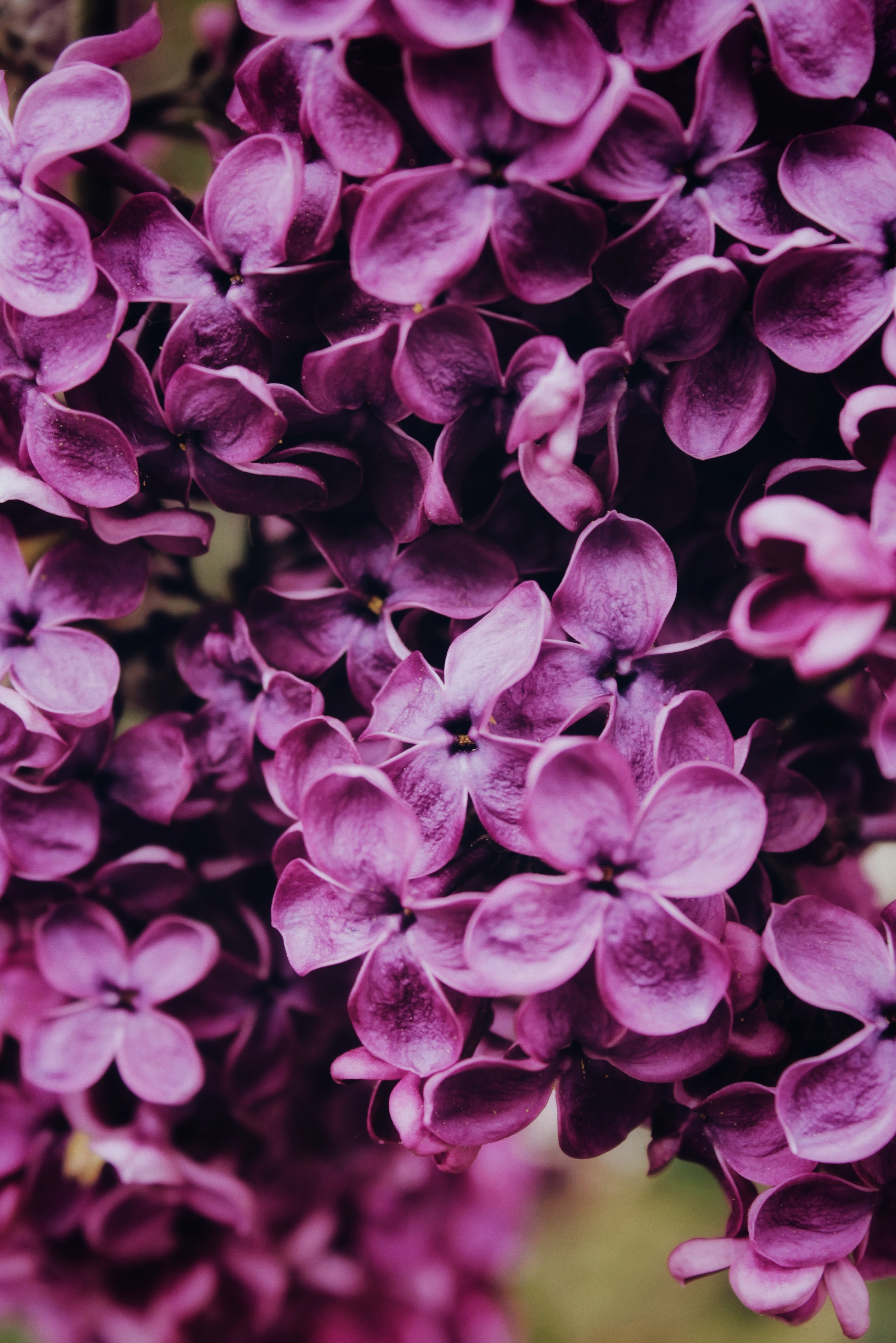 78811 Bildschirmschoner und Hintergrundbilder Lilac auf Ihrem Telefon. Laden Sie blumen, lilac, makro, blühen, blühenden Bilder kostenlos herunter