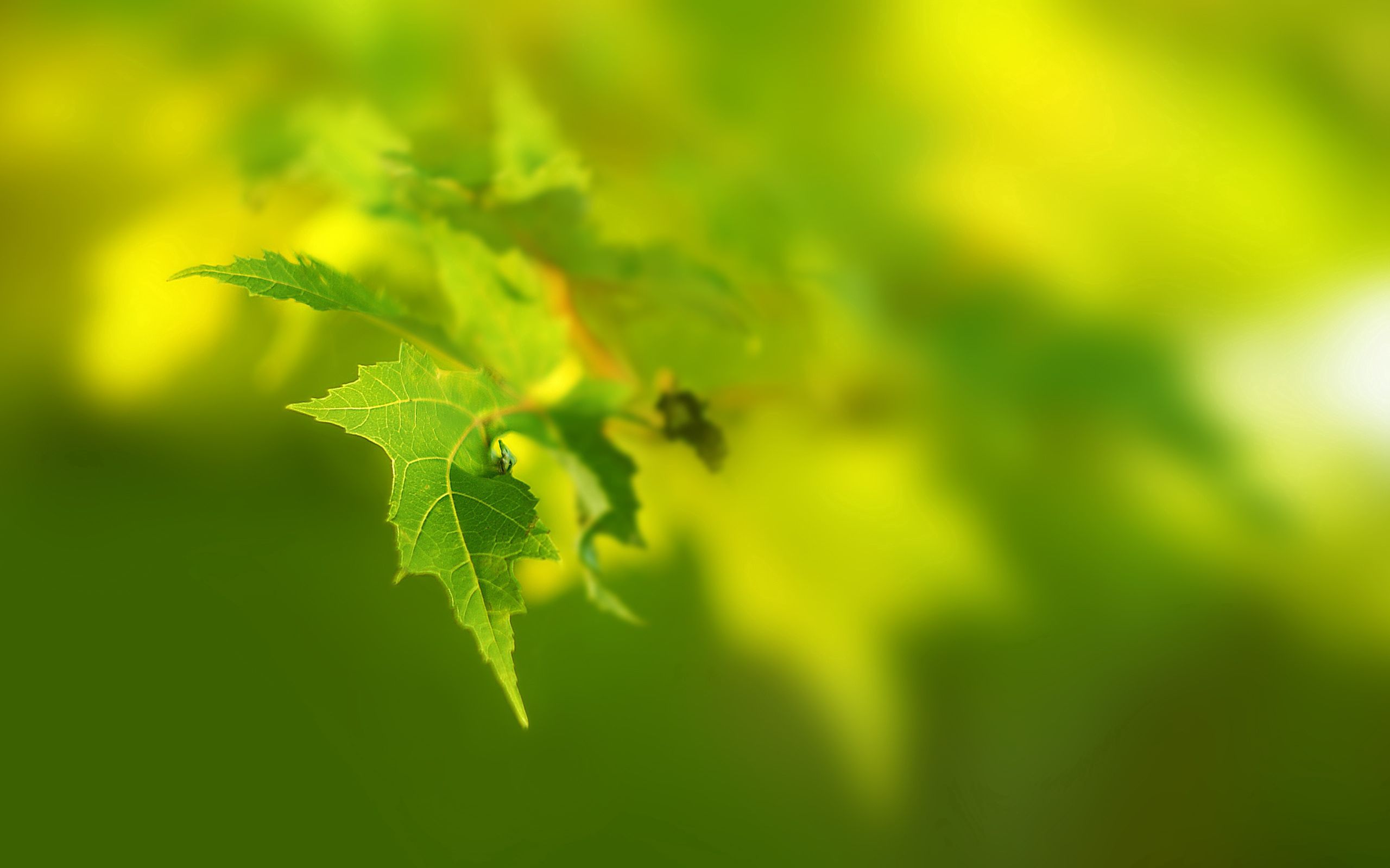 iPhone background leaf, green, light, shine