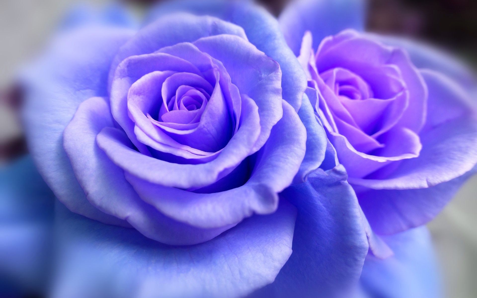 Mobile wallpaper: Flowers, Flower, Rose, Earth, Blue Rose, Blue Flower,  384069 download the picture for free.