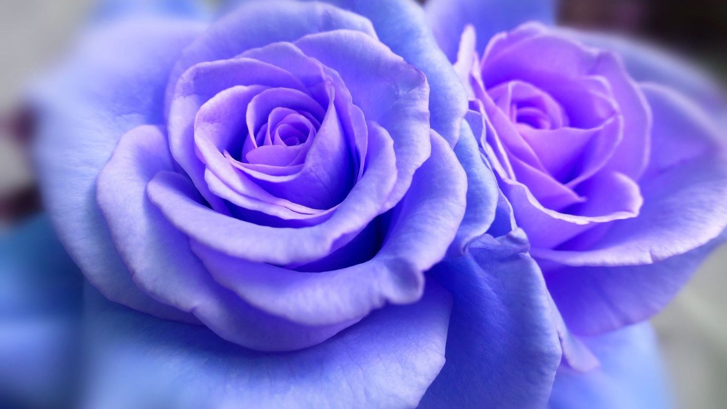 Синие розы и сапфиры