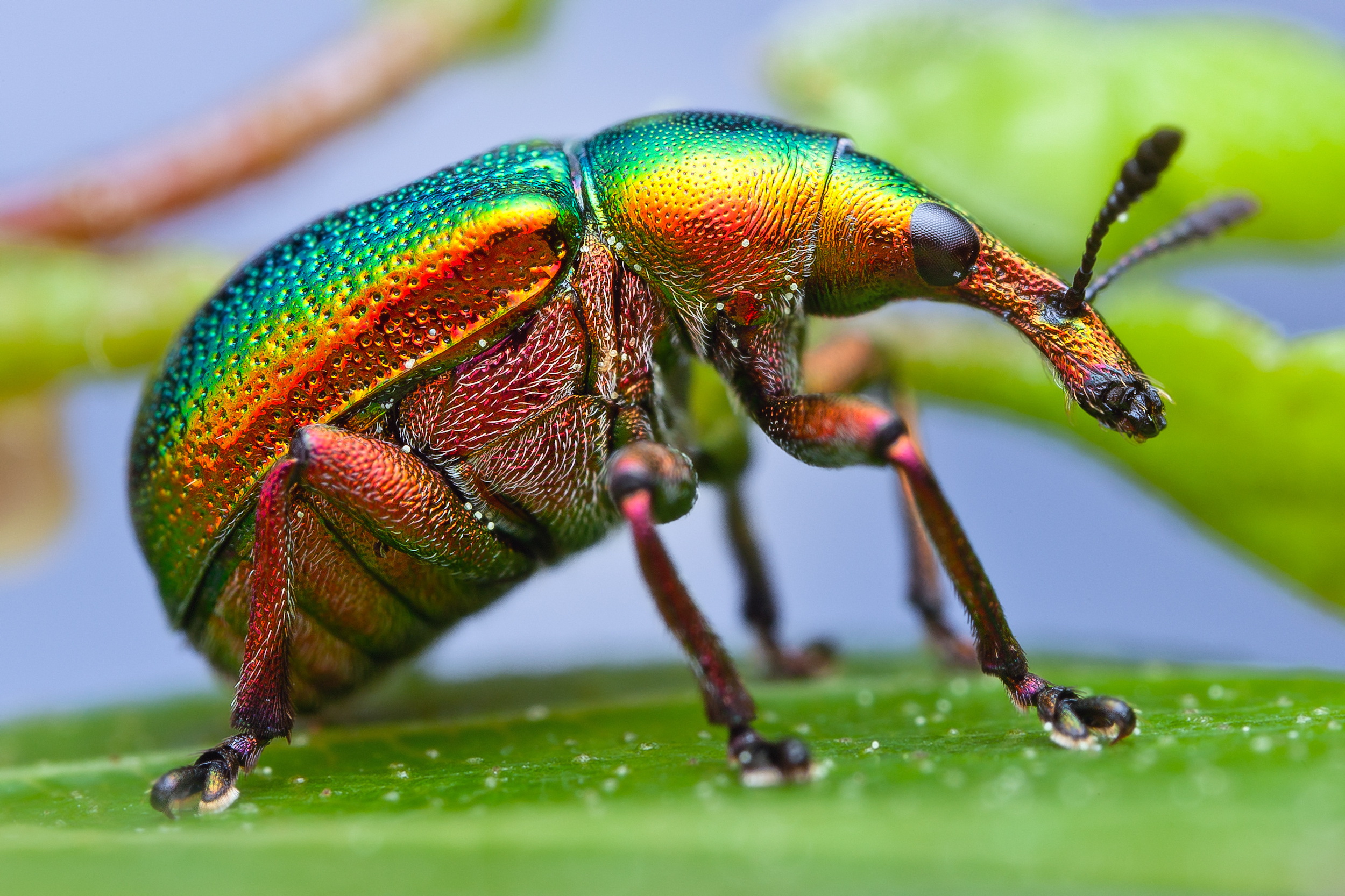 73443 Bild herunterladen käfer, makro, blatt, farben, fehler, rüsselkäfer, weevil, farbspektrum - Hintergrundbilder und Bildschirmschoner kostenlos