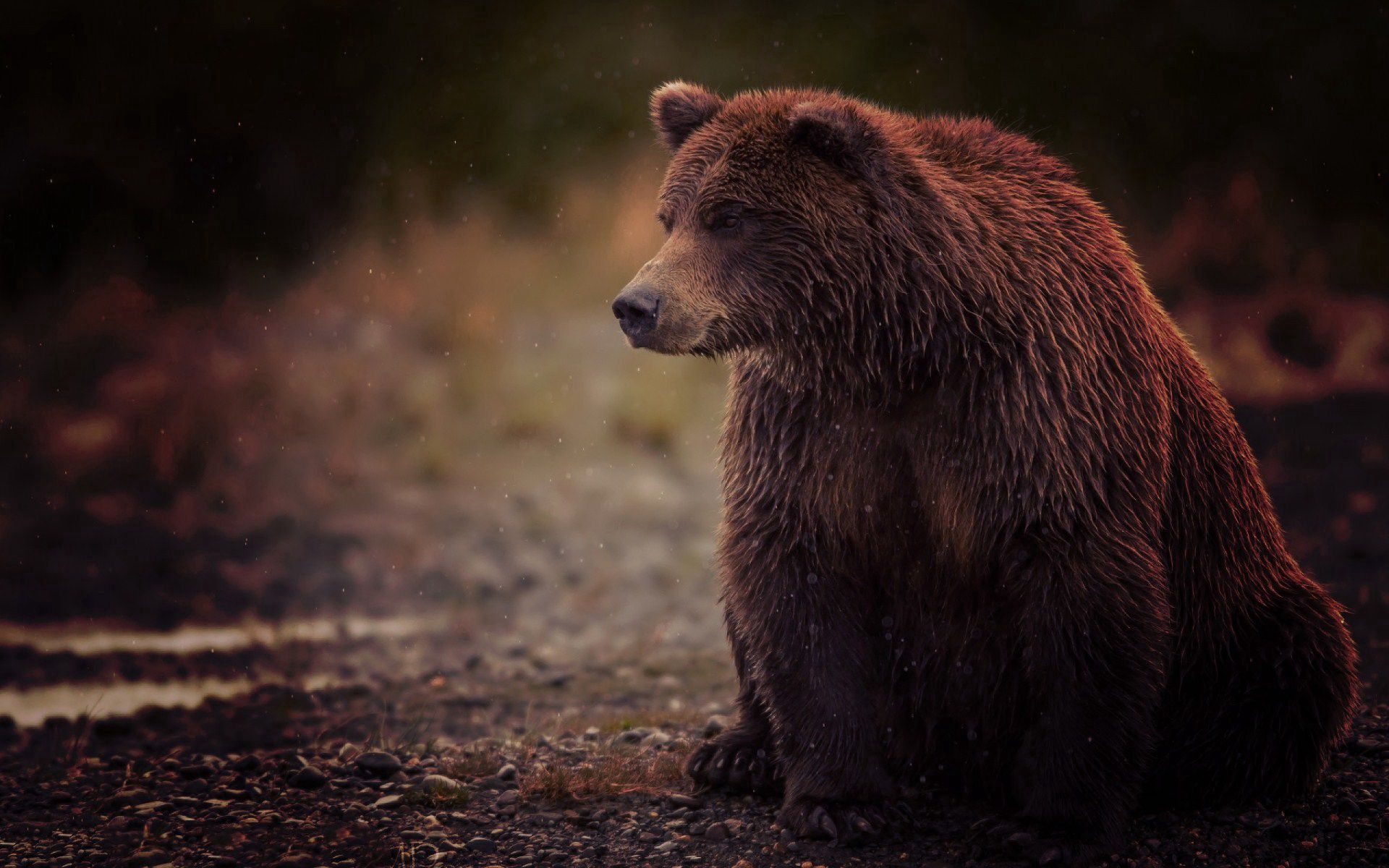 bear, brown, animals, wet, is sitting, sits, clubfoot, splayfoot