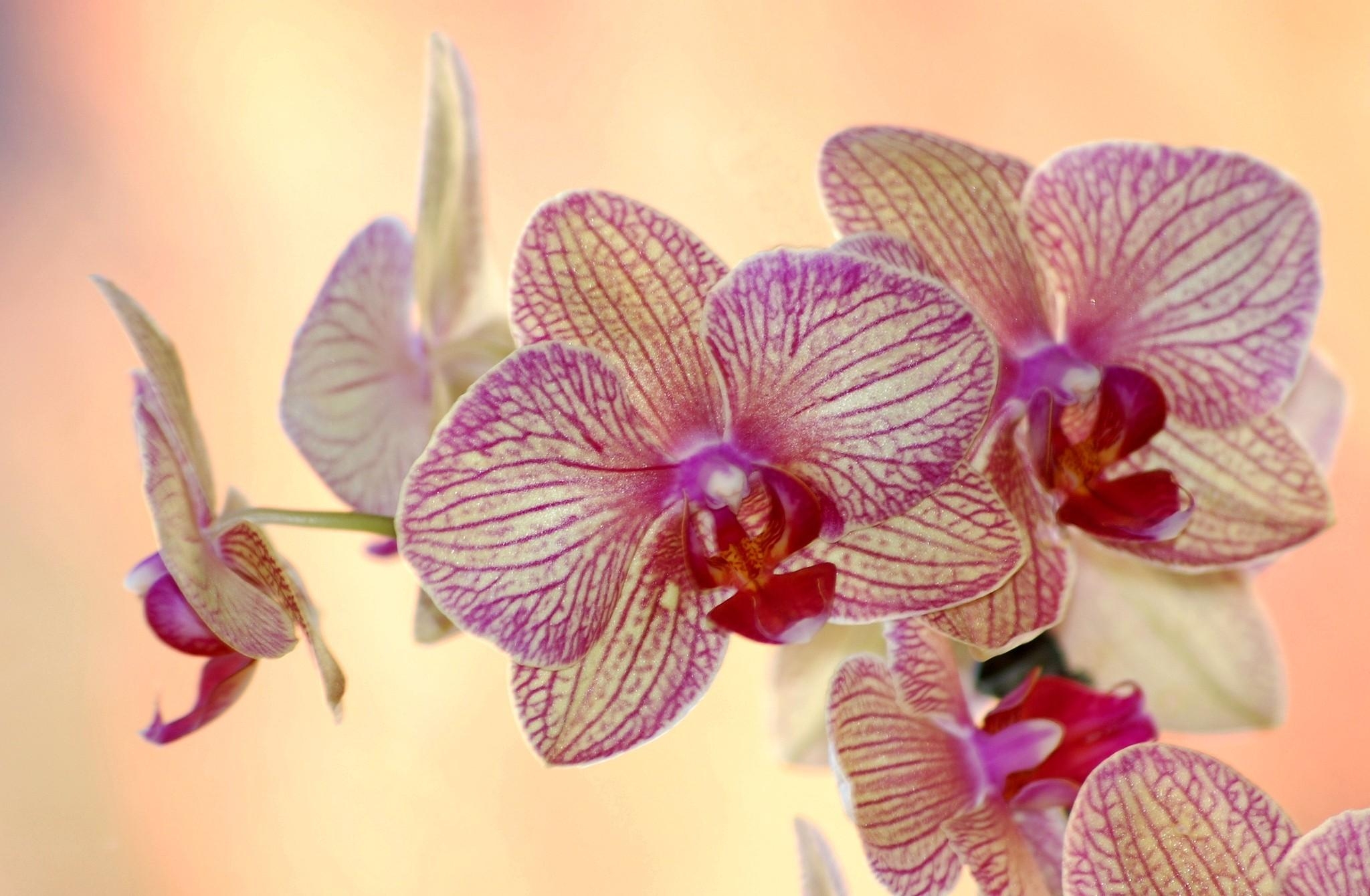 59454 télécharger le fond d'écran orchidée, fleurs, fleur, rayé, exotique, exotiques - économiseurs d'écran et images gratuitement