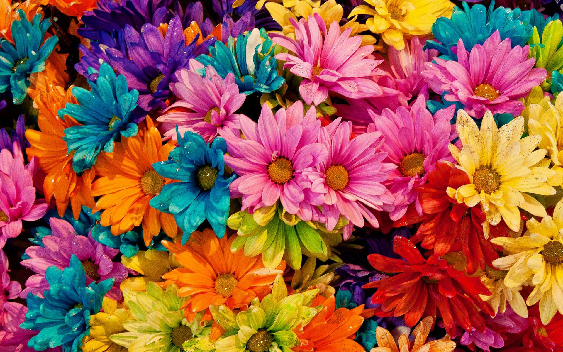 Май ярких цветов. Радужный цветок Дейзи. Разноцветные ромашки. Яркие разноцветные цветы. Красивые яркие фотографии.