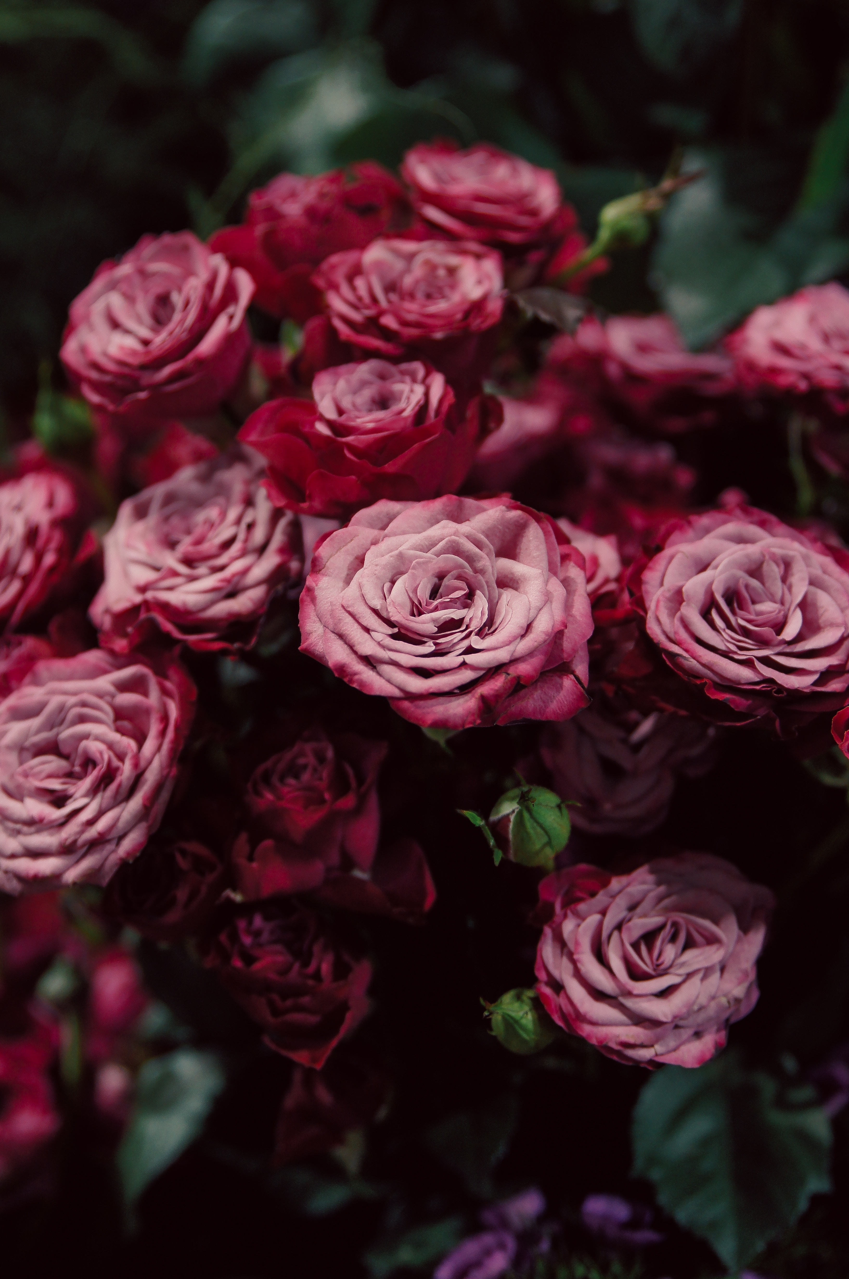 QHD wallpaper blur, smooth, roses, flowers