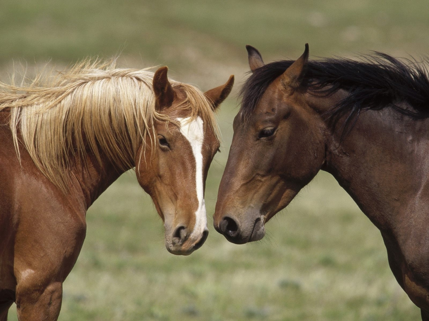 47429 Bild herunterladen pferde, tiere, gelb - Hintergrundbilder und Bildschirmschoner kostenlos