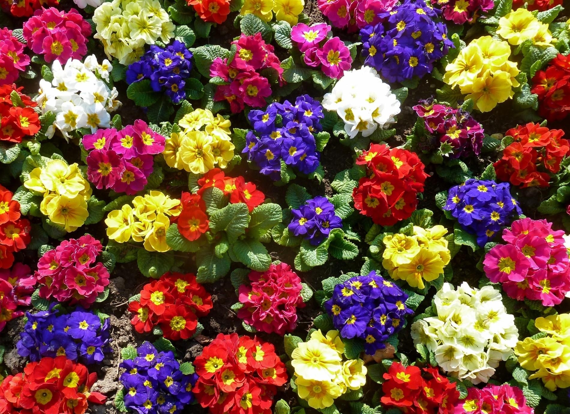greens, flowers, bright, colorful, primrose, priming, ground High Definition image