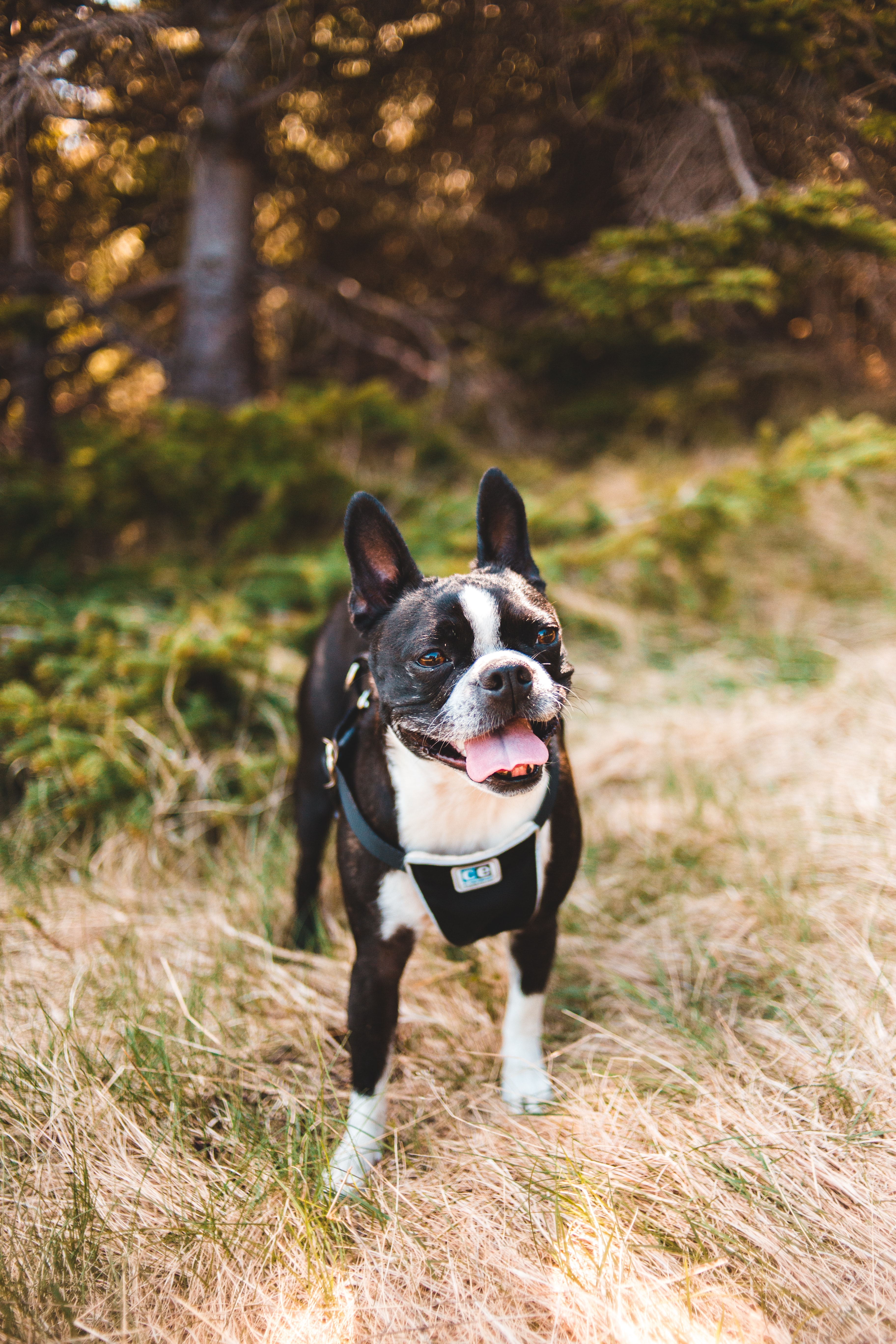 Laden Sie das Tiere, Hund, Haustier, Hervorstehende Zunge, Zunge Herausgeklemmt, Boston-Terrier, Boston Terrier-Bild kostenlos auf Ihren PC-Desktop herunter